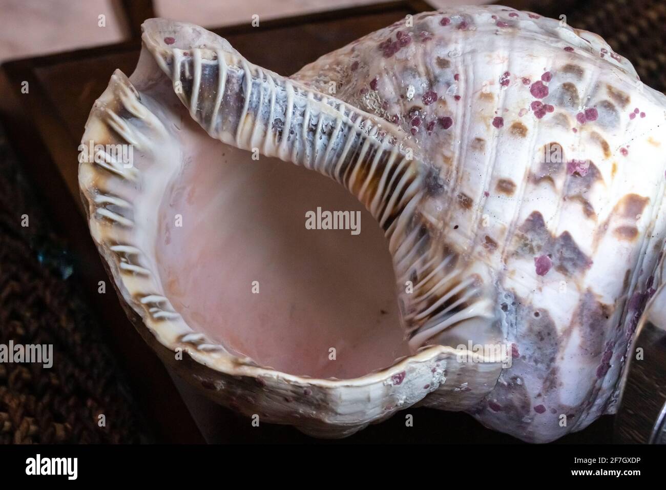 Eine riesige Trompetenschale von Triton, oder Charonia Tritonis, auf einem dunklen Holzhintergrund im Februar 2021 in Ontario, Kanada. Stockfoto