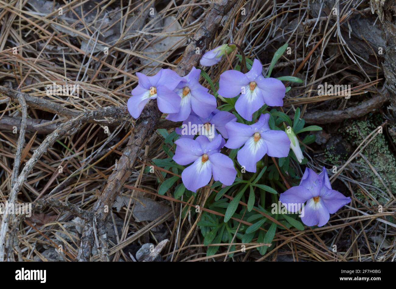 Veilchen-Fuß-Violett, Viola pedata Stockfoto