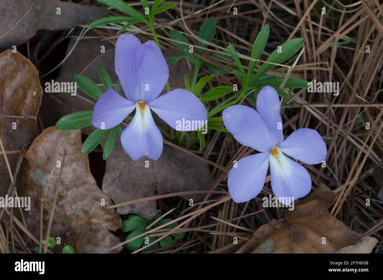 Veilchen-Fuß-Violett, Viola pedata Stockfoto