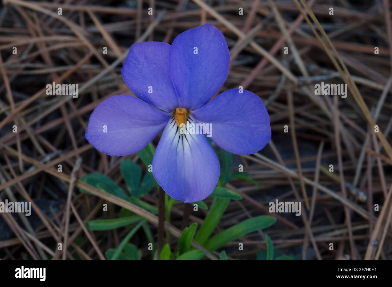 Veilchen-Fuß-Violett, Viola pedata Stockfoto