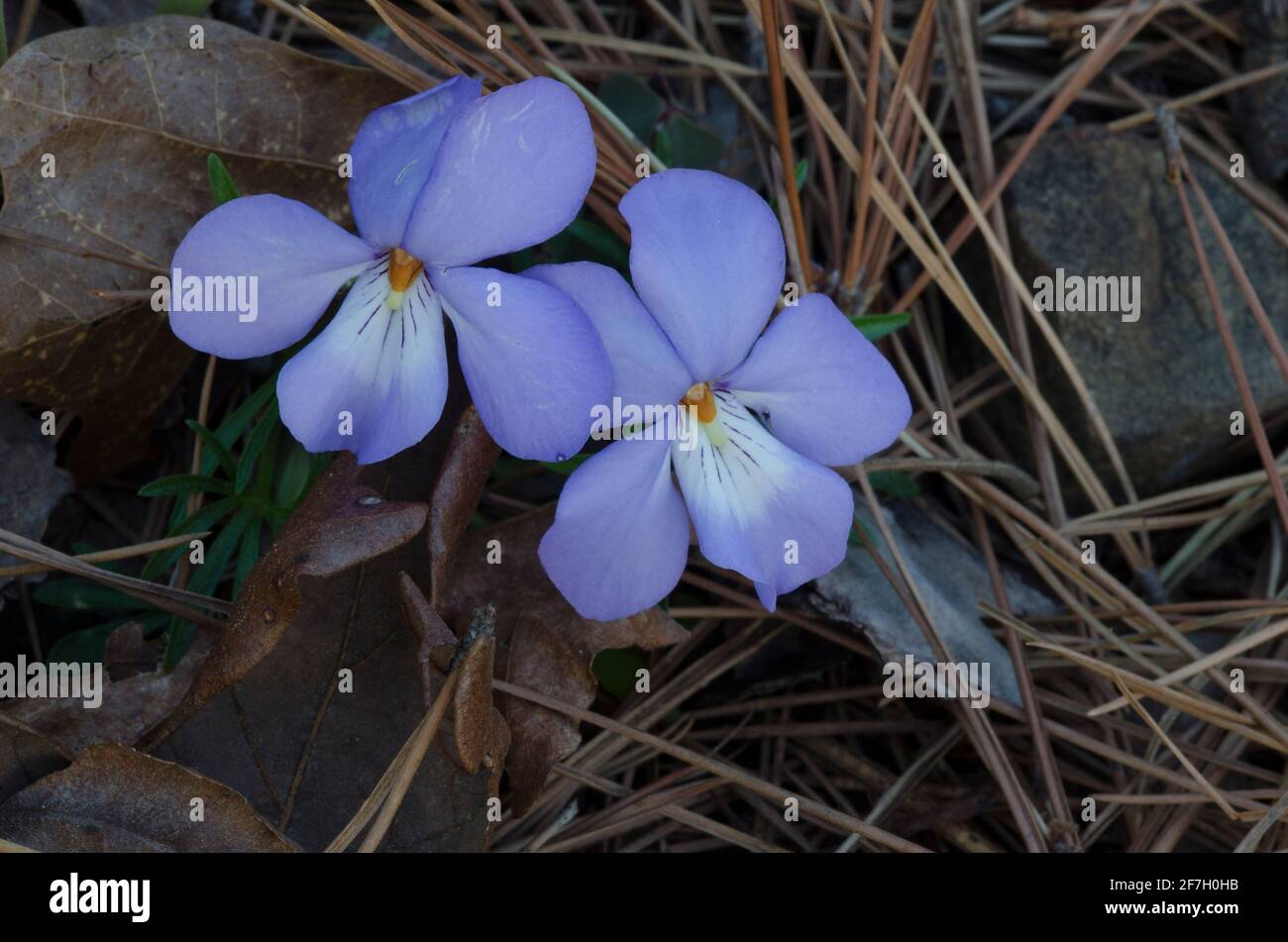 Veilchen-Fuß-Violett, Viola pedata Stockfoto