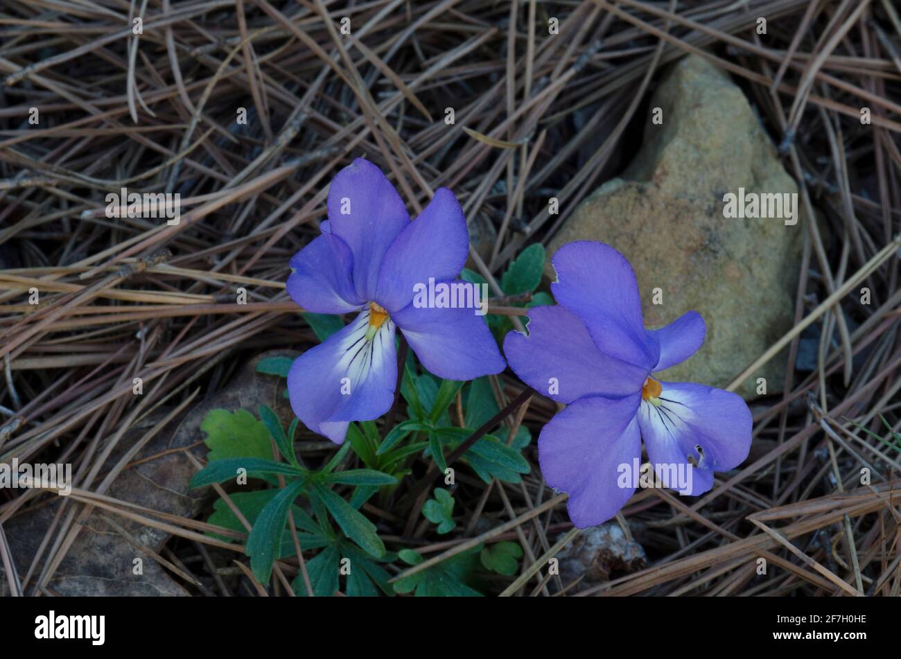 Veilchen-Fuß-Violett, Viola pedata Stockfoto