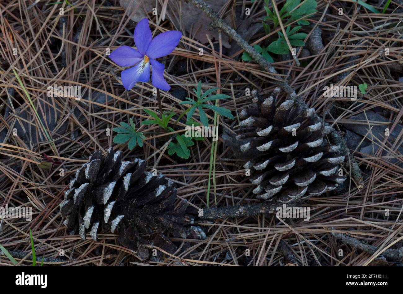 Vogelfuss-Violett, Viola pedata, blühend in der Nähe von Shortleaf Pine, Pinus echinata, Zapfen Stockfoto