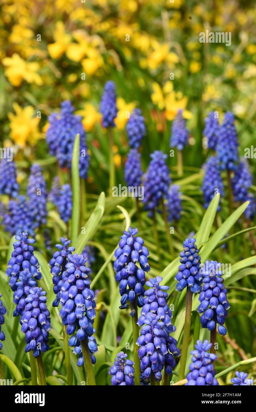 Gewöhnliche Traubenhyazinthen 'Muscari botryoides / Hyacinthus botryoides L.' in einem Frühlingsrand aus gelben Blüten. Somerset.UK Stockfoto