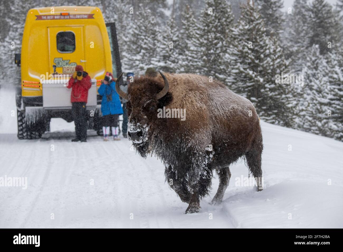 USA, Wyoming, Yellowstone National Park. Bison im Schnee (WILD: Bison Bison) mit Touristen. Nur redaktionell. Stockfoto