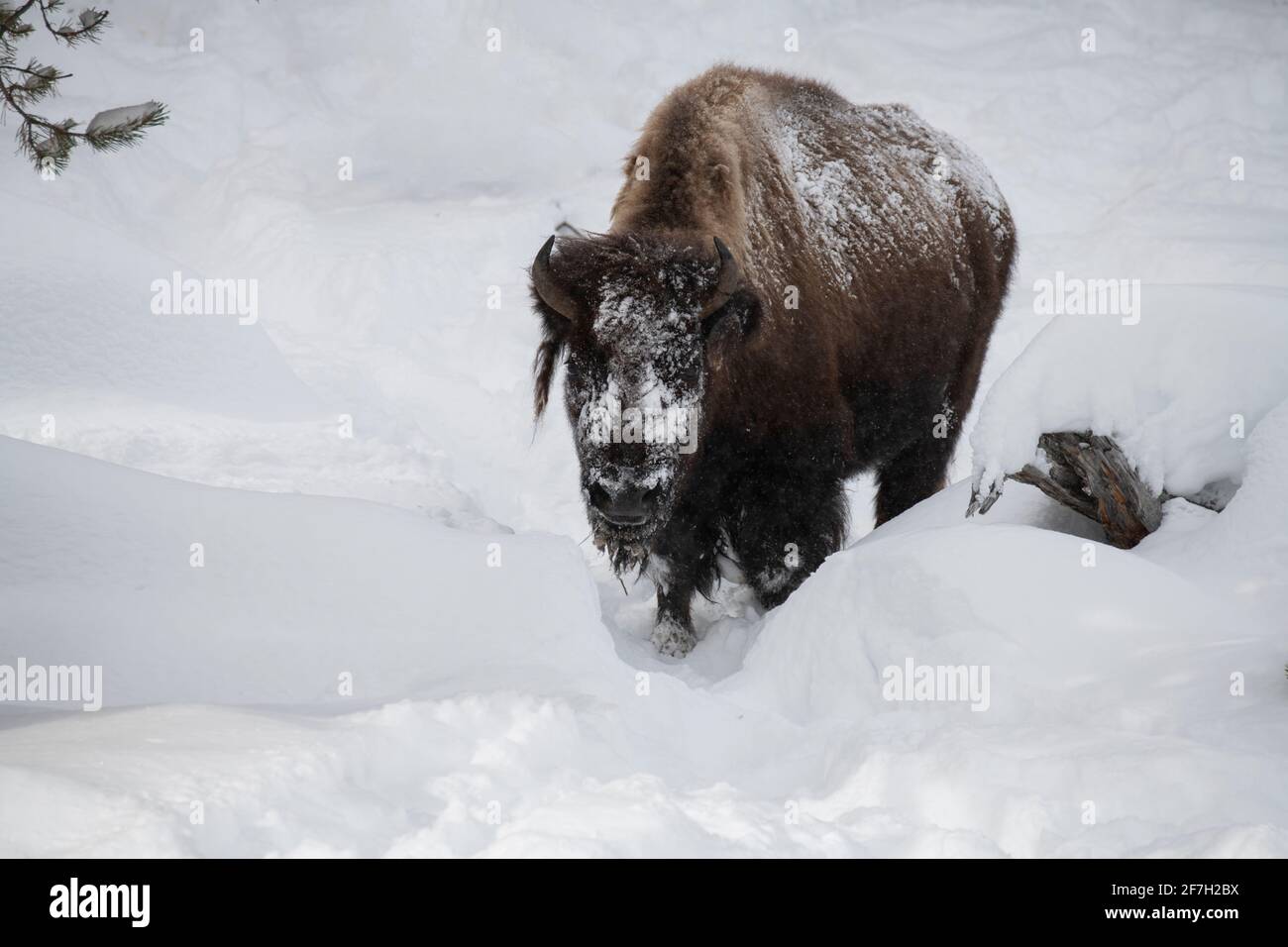USA, Wyoming, Yellowstone National Park. Einzelbison im Tiefschnee (WILD: Bison) Stockfoto