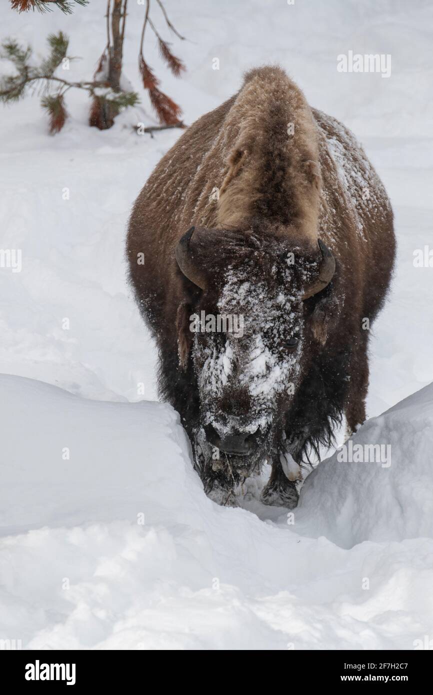USA, Wyoming, Yellowstone National Park. Einzelbison im Tiefschnee (WILD: Bison) Stockfoto