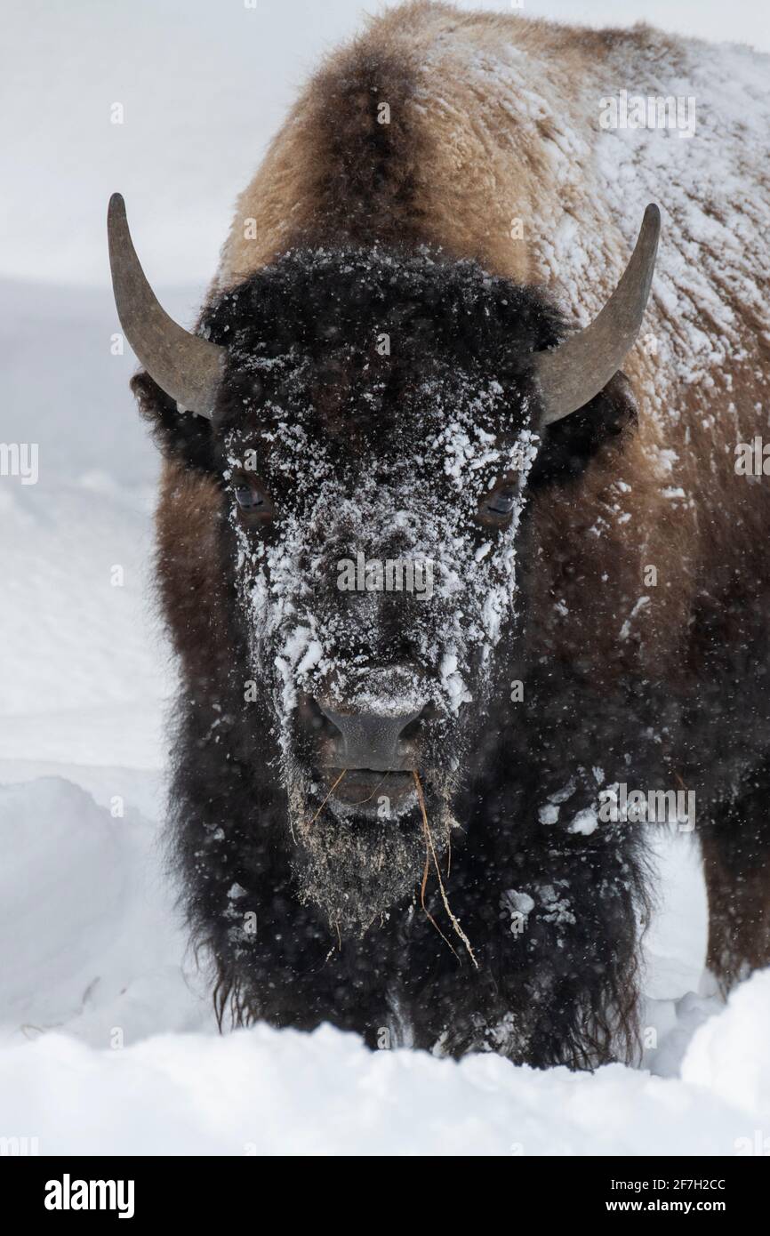 USA, Wyoming, Yellowstone National Park. Einzelbison im Tiefschnee (WILD: Bison) Stockfoto