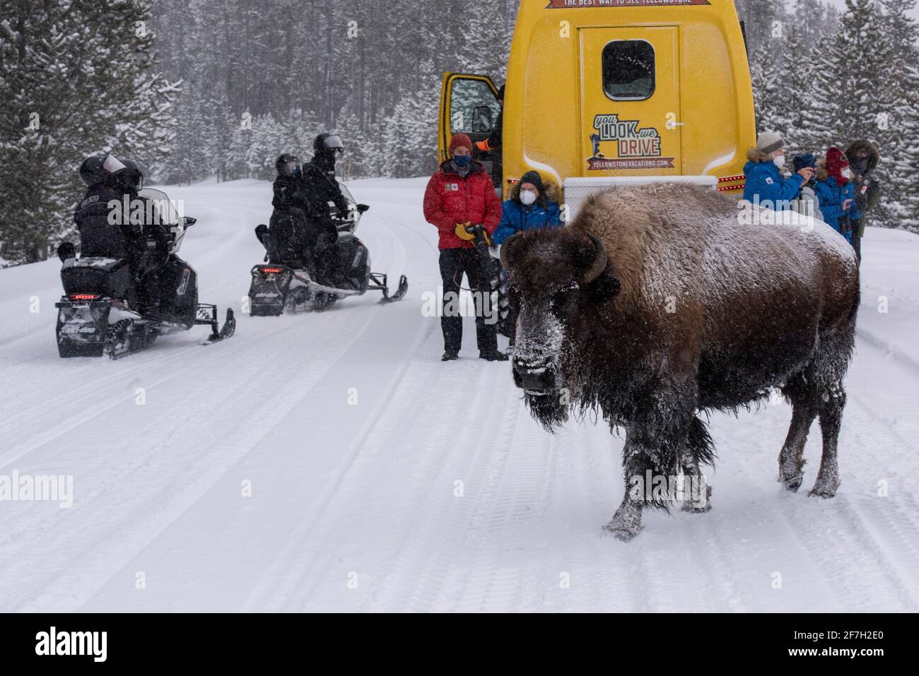 USA, Wyoming, Yellowstone National Park. Bison im Schnee (WILD: Bison Bison) mit Touristen. Nur redaktionell. Stockfoto
