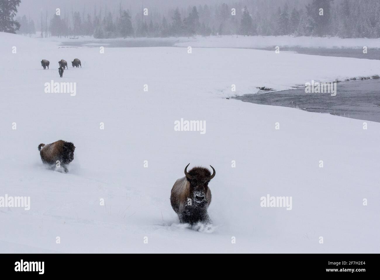 USA, Wyoming, Yellowstone National Park. Bison im Schnee (WILD: Bison Bison) Stockfoto