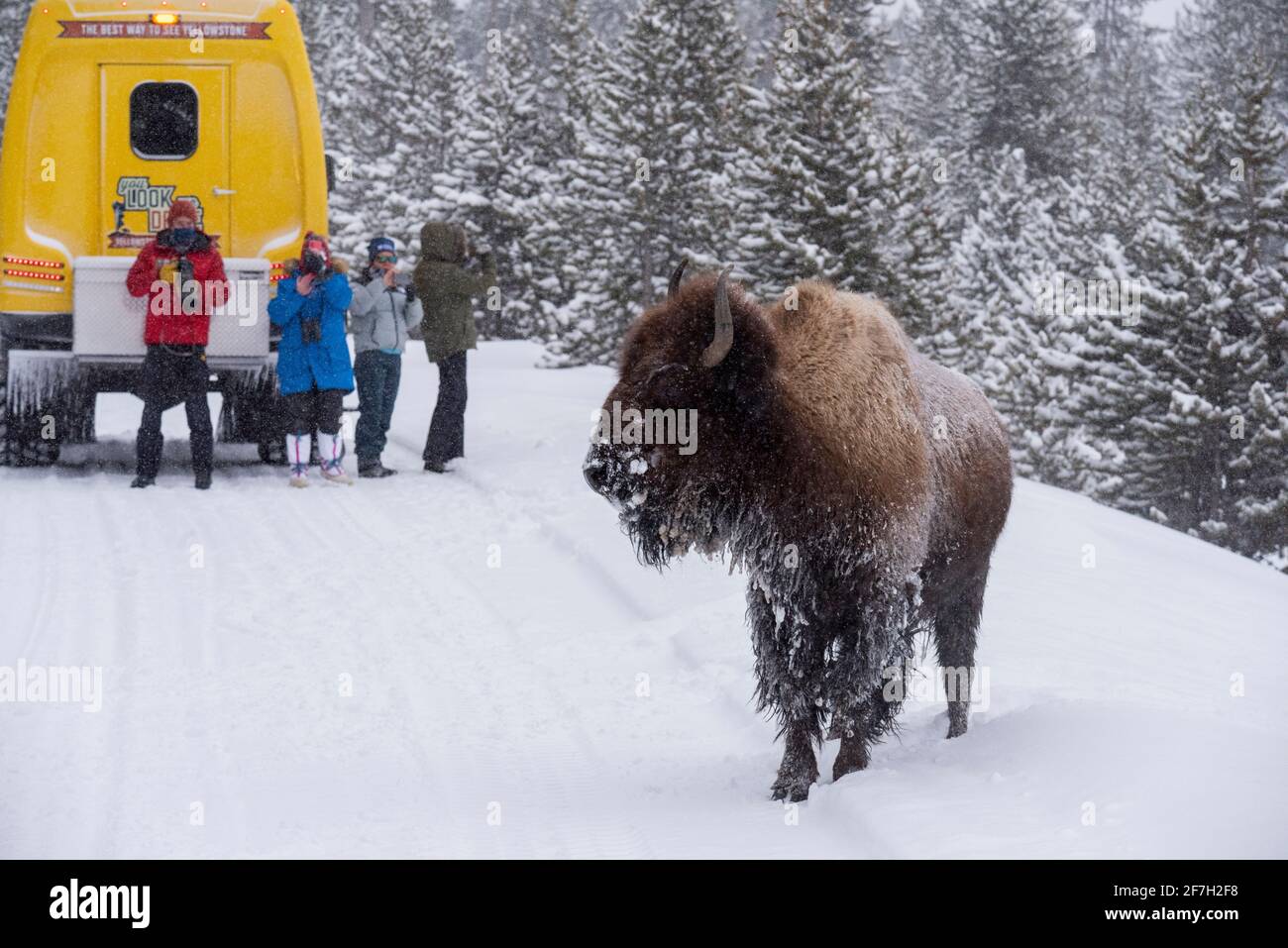 USA, Wyoming, Yellowstone National Park. Bison im Schnee (WILD: Bison Bison) mit Touristen. Nur redaktionell. Stockfoto