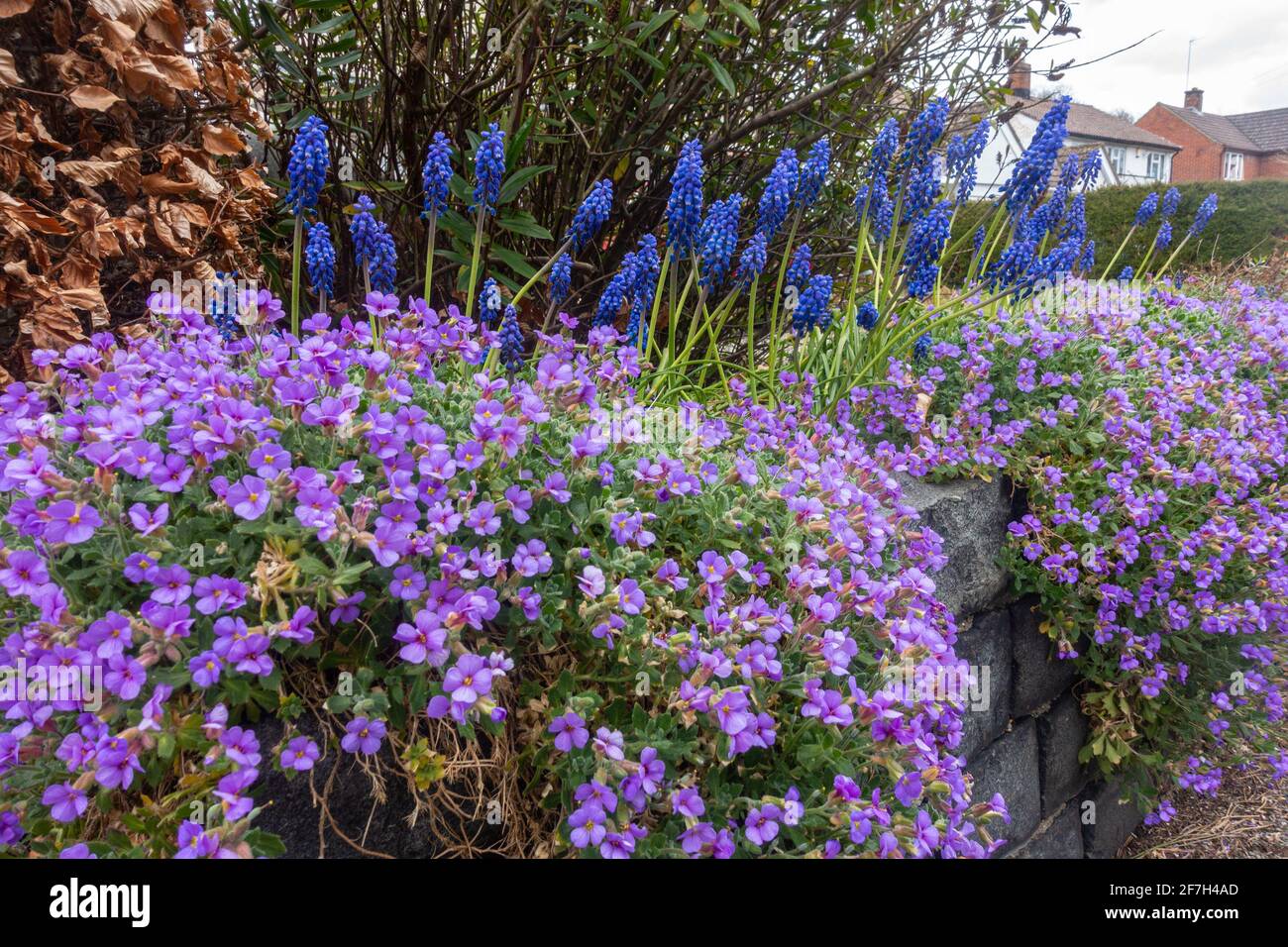 Im Frühjahr (April) erscheint in einem Garten in Großbritannien ein Hochblütenbeet mit violetten Aubretia, die nach vorne und blauen Spitzen von Traubenhyazinthe nach hinten umfallen. Stockfoto