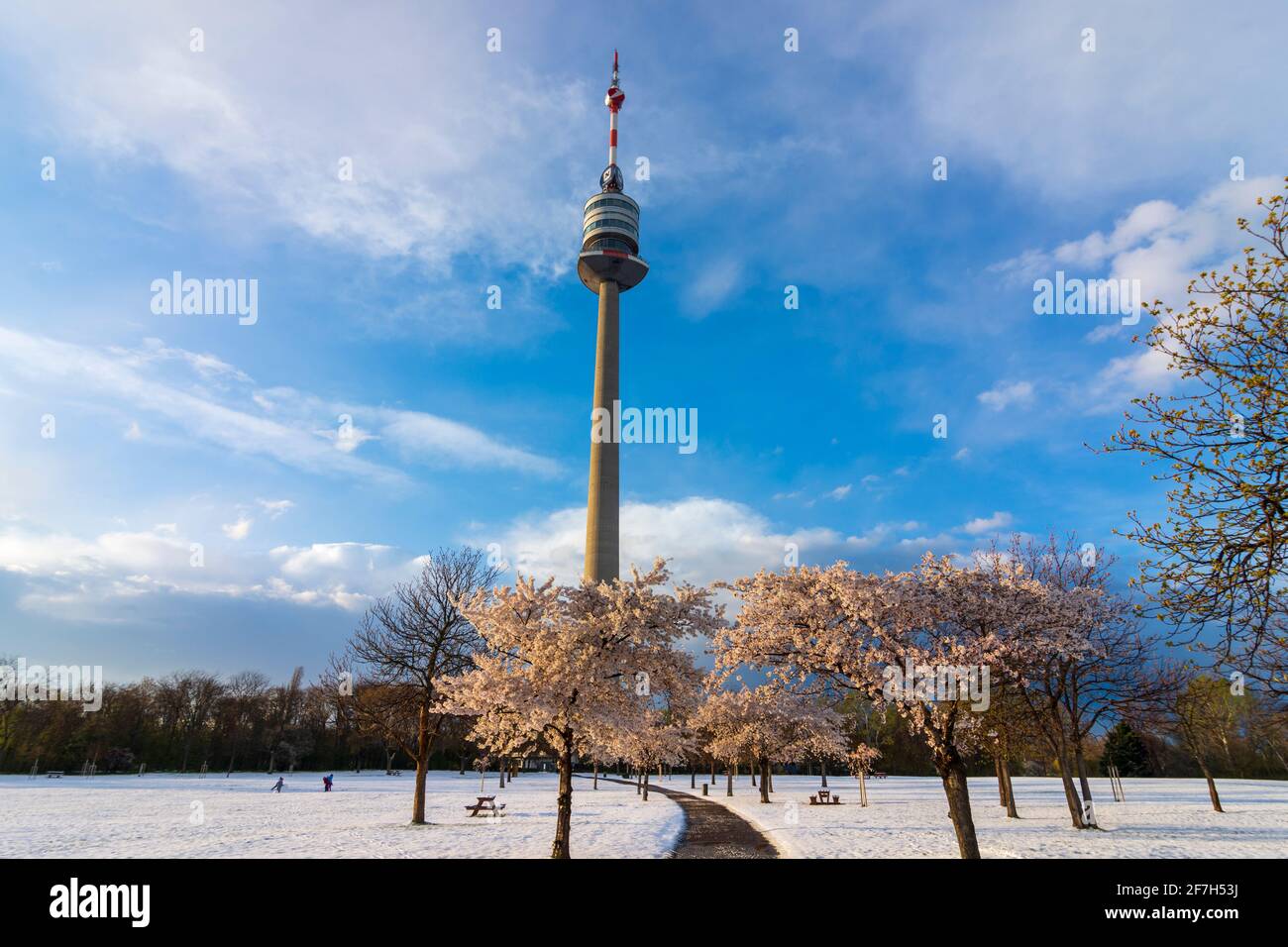 Wien, Wien: Kirschbaumblüte und Schnee im Park Donaupark, Donauturm im Jahr 22. Donaustadt, Wien, Österreich Stockfoto