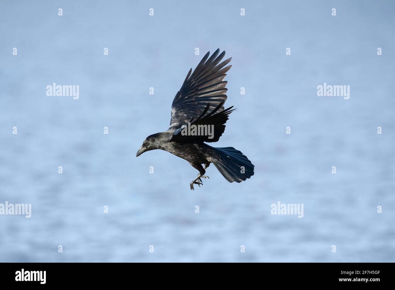 Krähen fliegen, aus nächster Nähe, über dem Meer, im Winter in Schottland Stockfoto