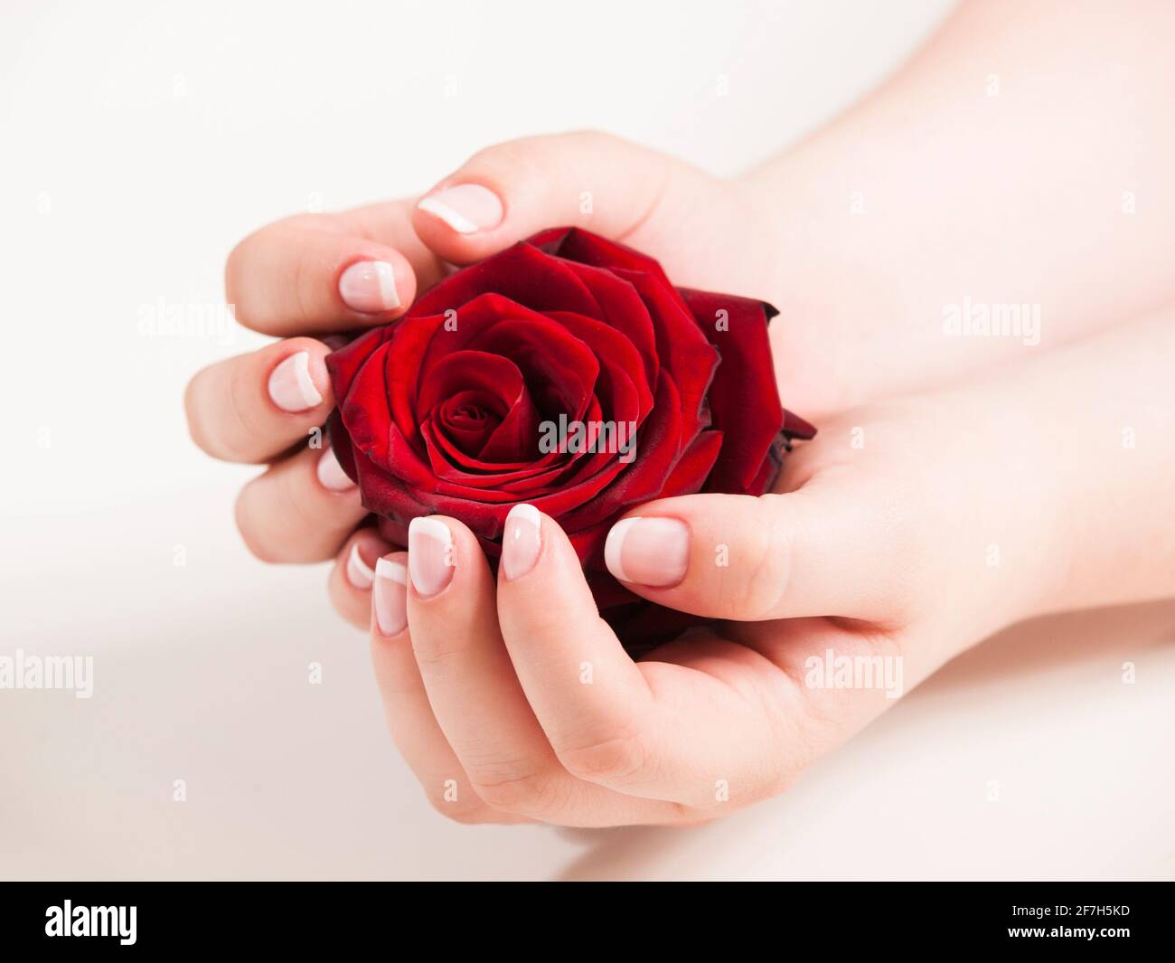 Schöne Frau hand mit polierten Nägel im französischen Stil mit Rose Stockfoto