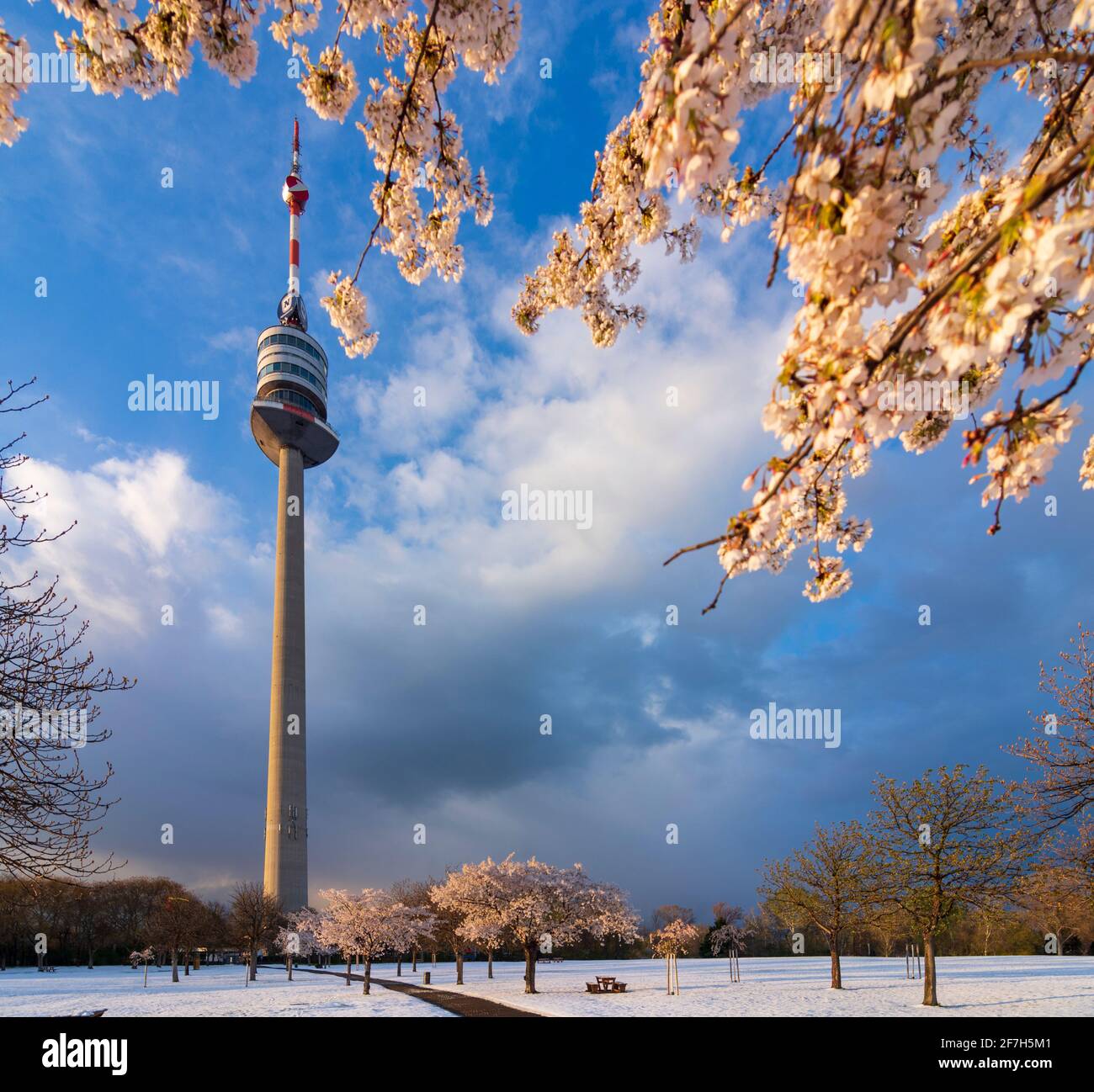 Wien, Wien: Kirschbaumblüte und Schnee im Park Donaupark, Donauturm im Jahr 22. Donaustadt, Wien, Österreich Stockfoto