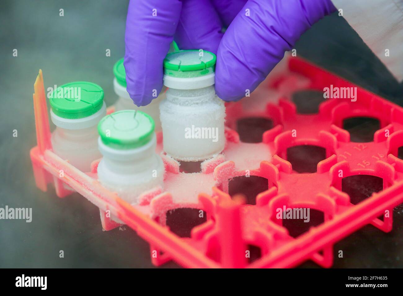 Hand mit einem medizinischen Handschuh, der eine Flasche Impfstoff aus der Eislagerung hält. Medikamentöse Behandlung bei Stickstoffeinfrieren. Stockfoto