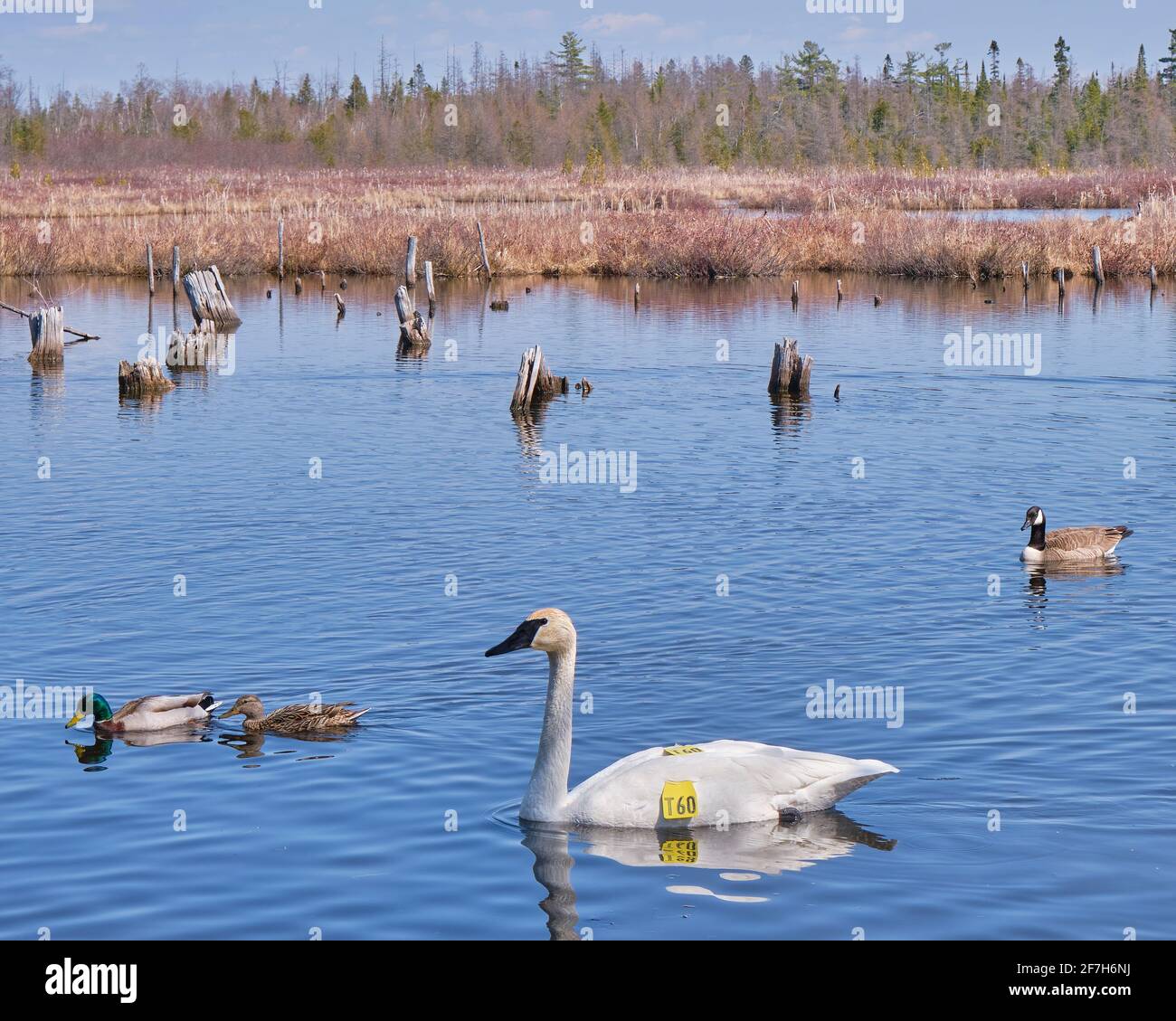 Das George Langman Sanctuary ist ein 61 Hektar großes Grundstück in der Nähe von Orillia, Ontario, Kanada, das als Lebensraum für Vögel und Tiere in einem natürlichen Zustand hinterlassen wurde. Stockfoto