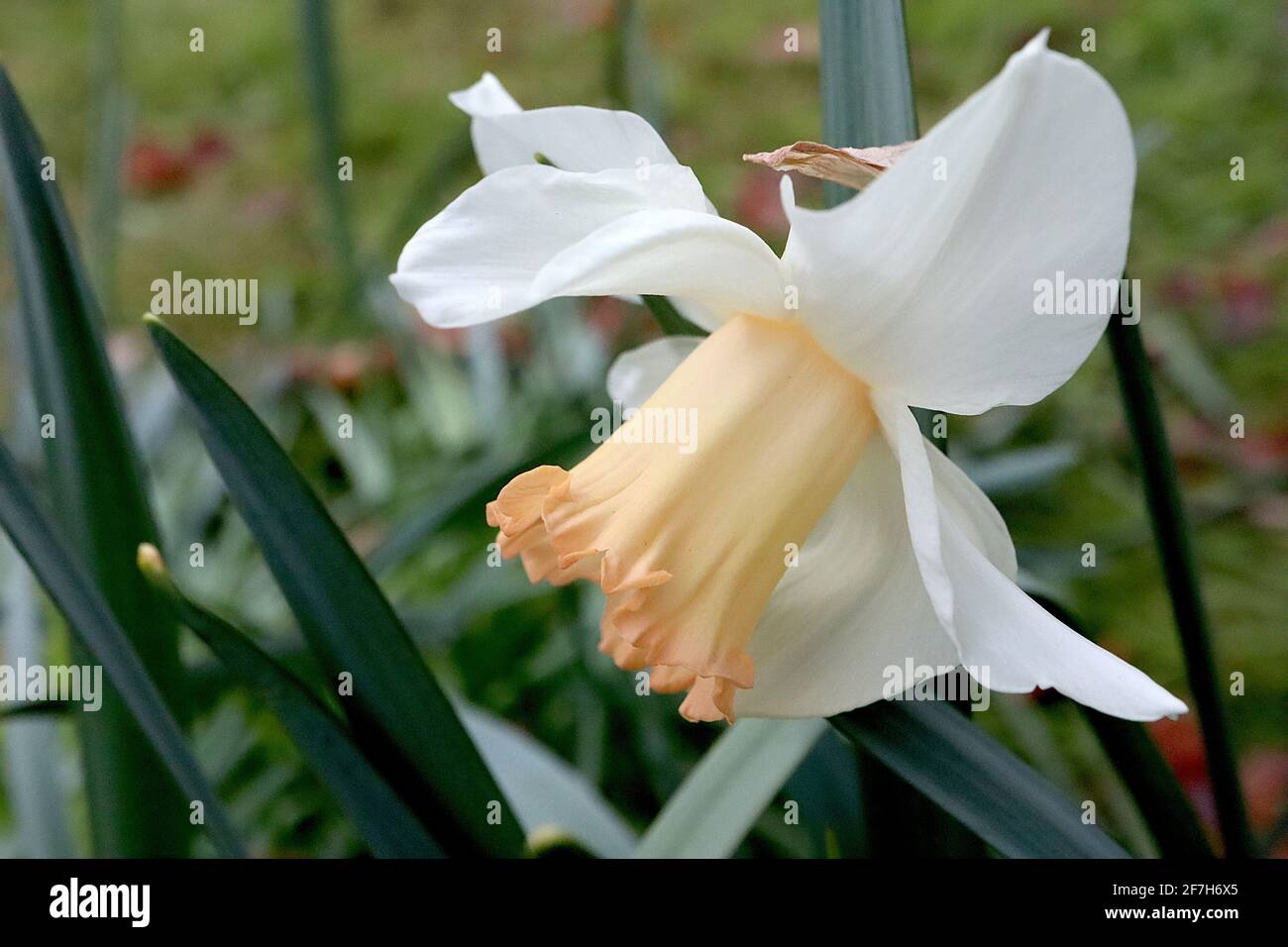 Narcissus / Daffodil ‘Pink Silk’ Division 1 Trompete Daffodils weiße Blütenblätter und zarte aprikosenrosa Trompete, April, England, UK Stockfoto