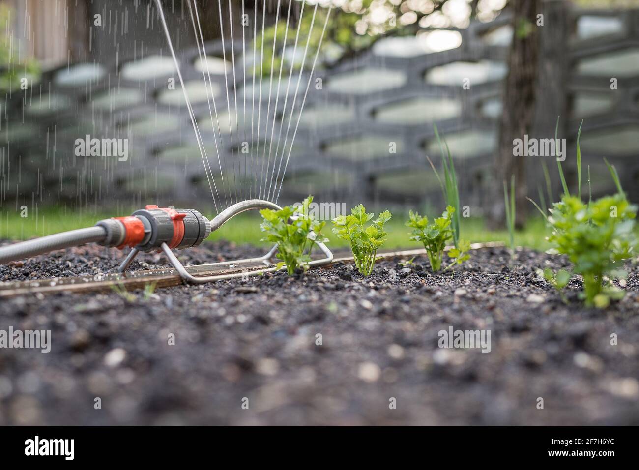 Wasserregner in einem Hausgarten. Schwenkbarer Bewässerungsregner in einem kleinen Garten mit Petersilie und anderem Gemüse. Bewässern eines Hausgartens. Stockfoto