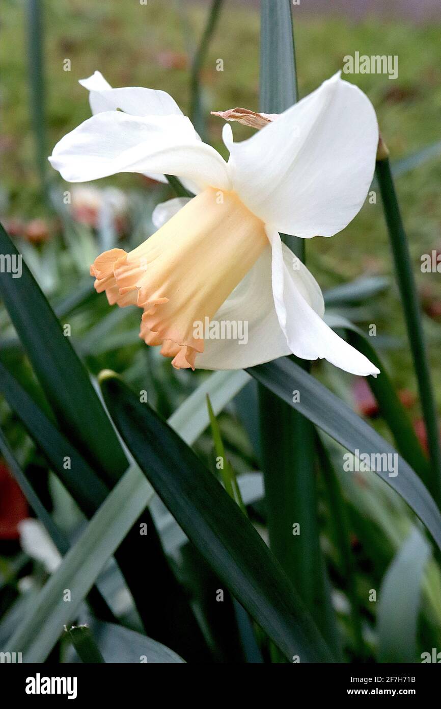 Narcissus / Daffodil ‘Pink Silk’ Division 1 Trompete Daffodils weiße Blütenblätter und zarte aprikosenrosa Trompete, April, England, UK Stockfoto