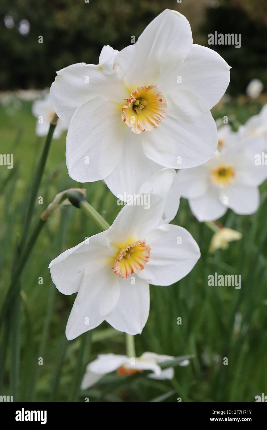 Narcissus / Daffodil Poeticus var. recurvus Division 13 Botanischer Name Daffodil – weiße Blütenblätter und kleine gelbe Tasse mit rotem Rand, Stockfoto