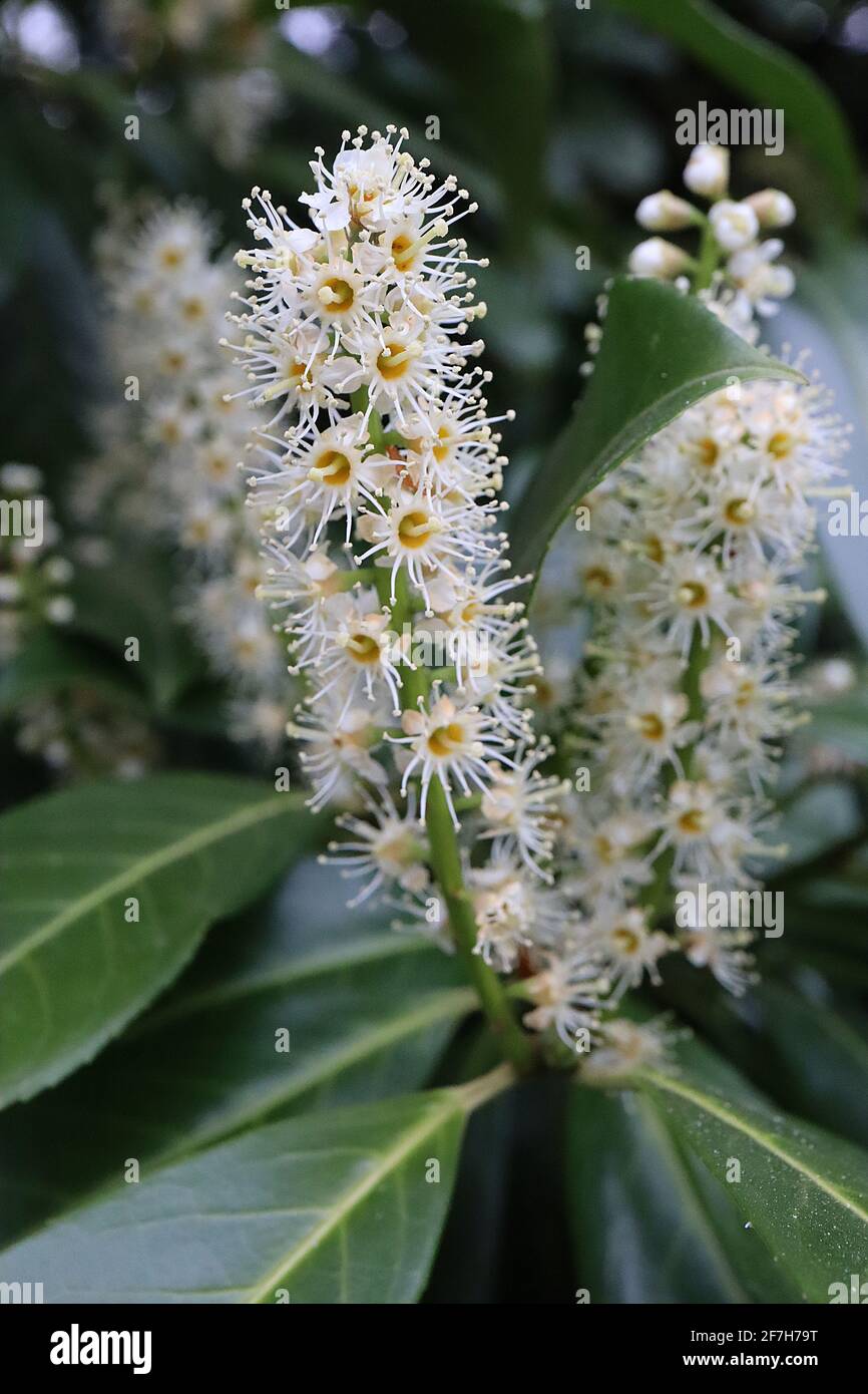 Prunus laurocerasus Kirsche Lorbeer – aufrechte Blütenspitzen mit winzigen weißen Blüten und Sternstamen, April, England, Großbritannien Stockfoto