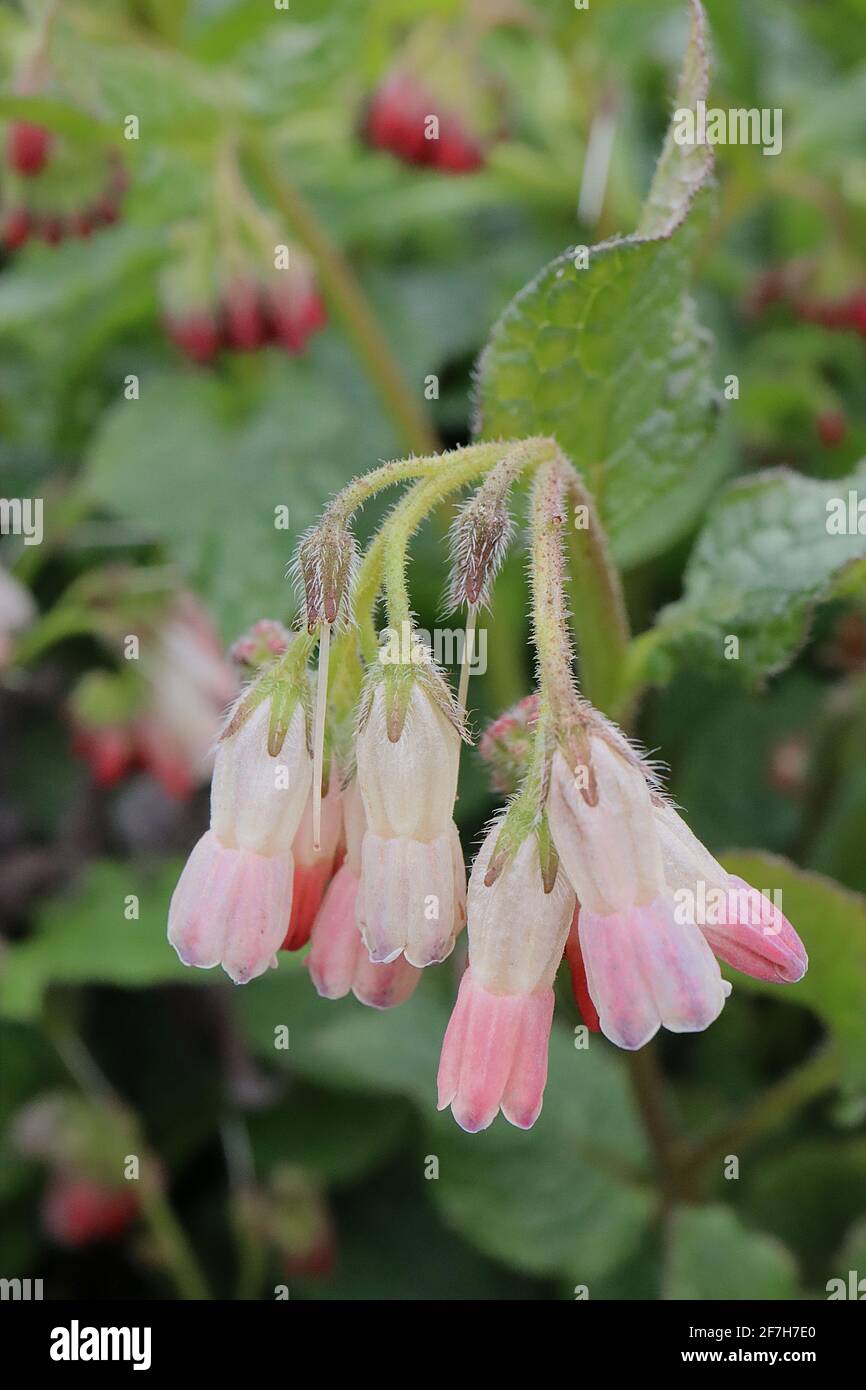 Symphytum ‘Hidcote Pink’ Comfrey Hidcote Pink - bogige Blütenstände aus rosa und weißen glockenförmigen Blüten, April, England, Großbritannien Stockfoto
