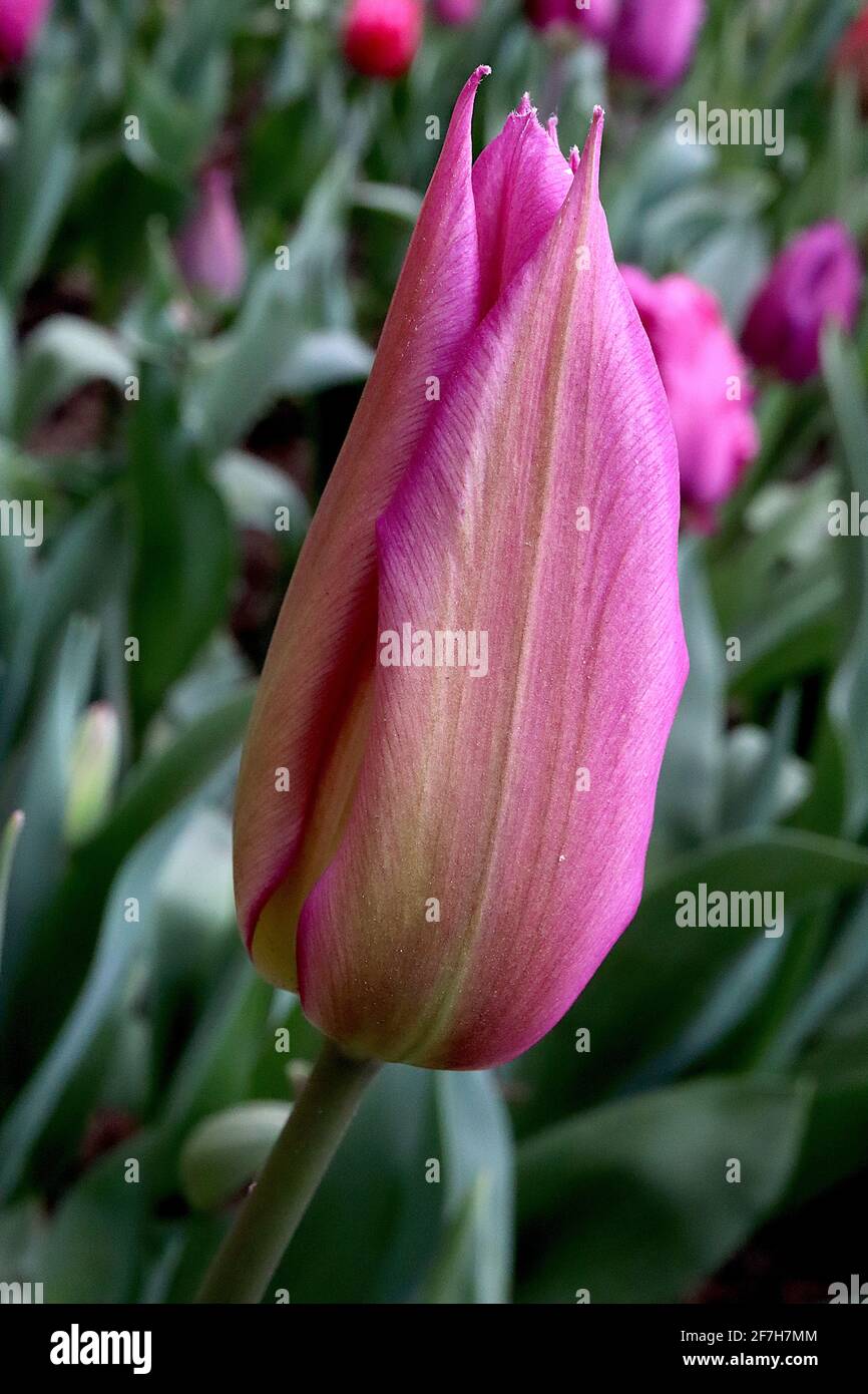 Tulipa ‘Jacqueline’ Lilie blühend 6 Red Shine Tulpe - tiefrosa Blüten, breite Buff Flamme, grüner Flush, April, England, VEREINIGTES KÖNIGREICH Stockfoto