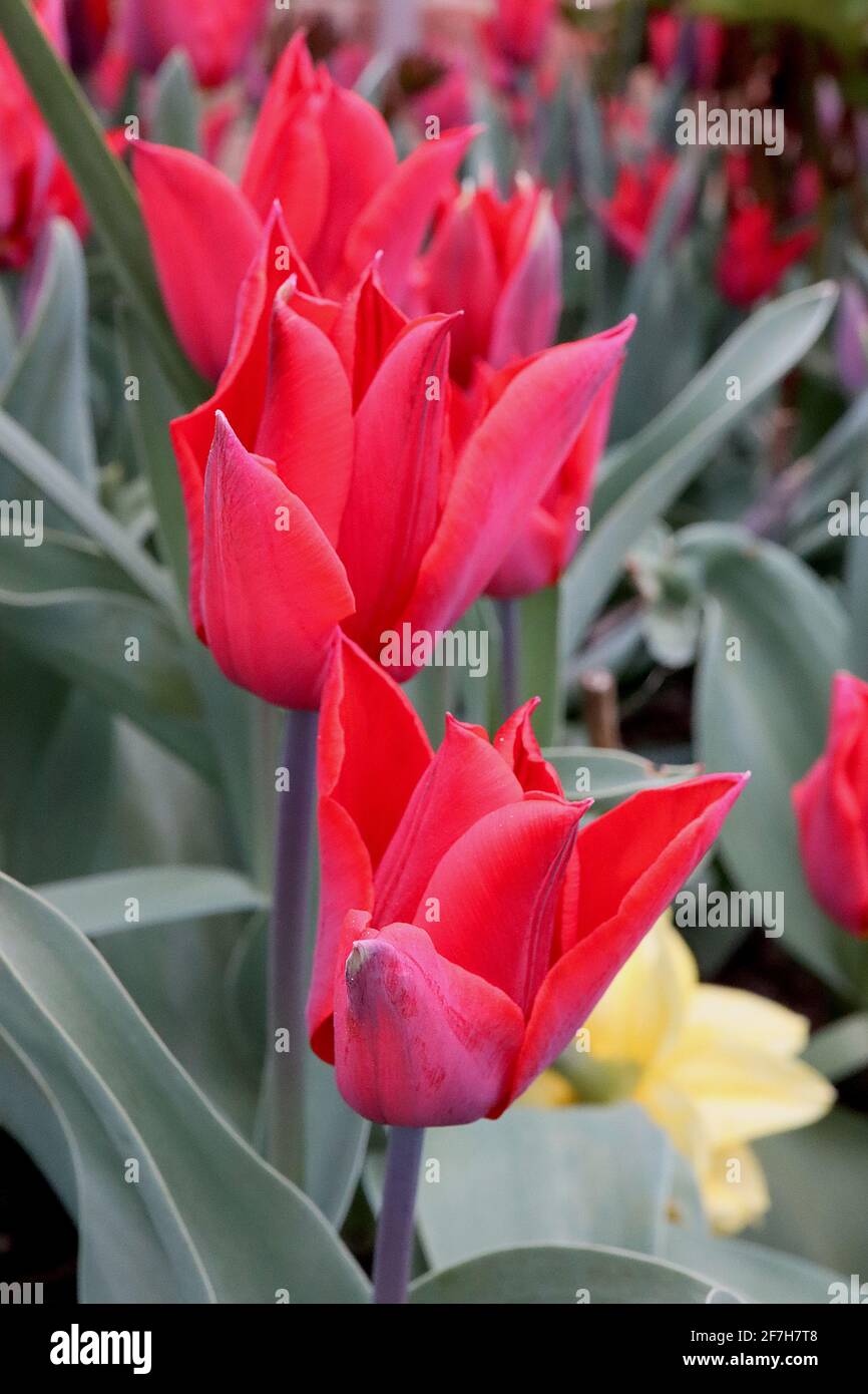 Tulipa ‘Red Shine’ Lily Flowering 6 Red Shine Tulpe - scharlachrote Blüten, schwarze Streifen, April, England, Großbritannien Stockfoto