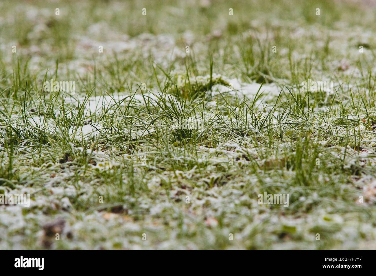 Eine Froschansicht von grünem Gras mit Flecken von Schnee und Frost dazwischen. Niedrige Sicht auf ein schneebedecktes Gras. Gras durchdringt eine dünne Schneeschicht. Stockfoto