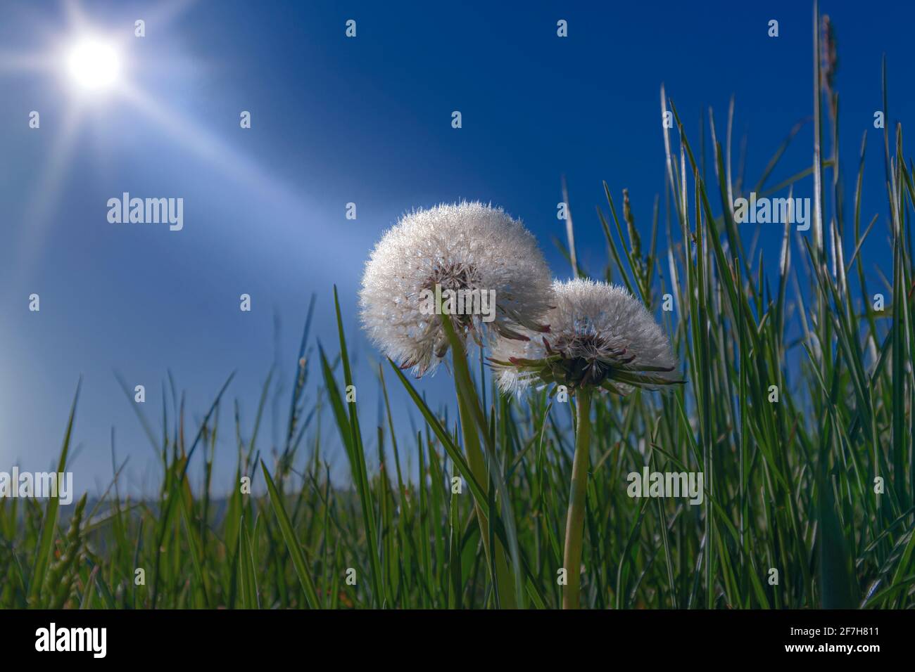 Ein Dandelion im Gras mit Hintergrundbeleuchtung Stockfoto