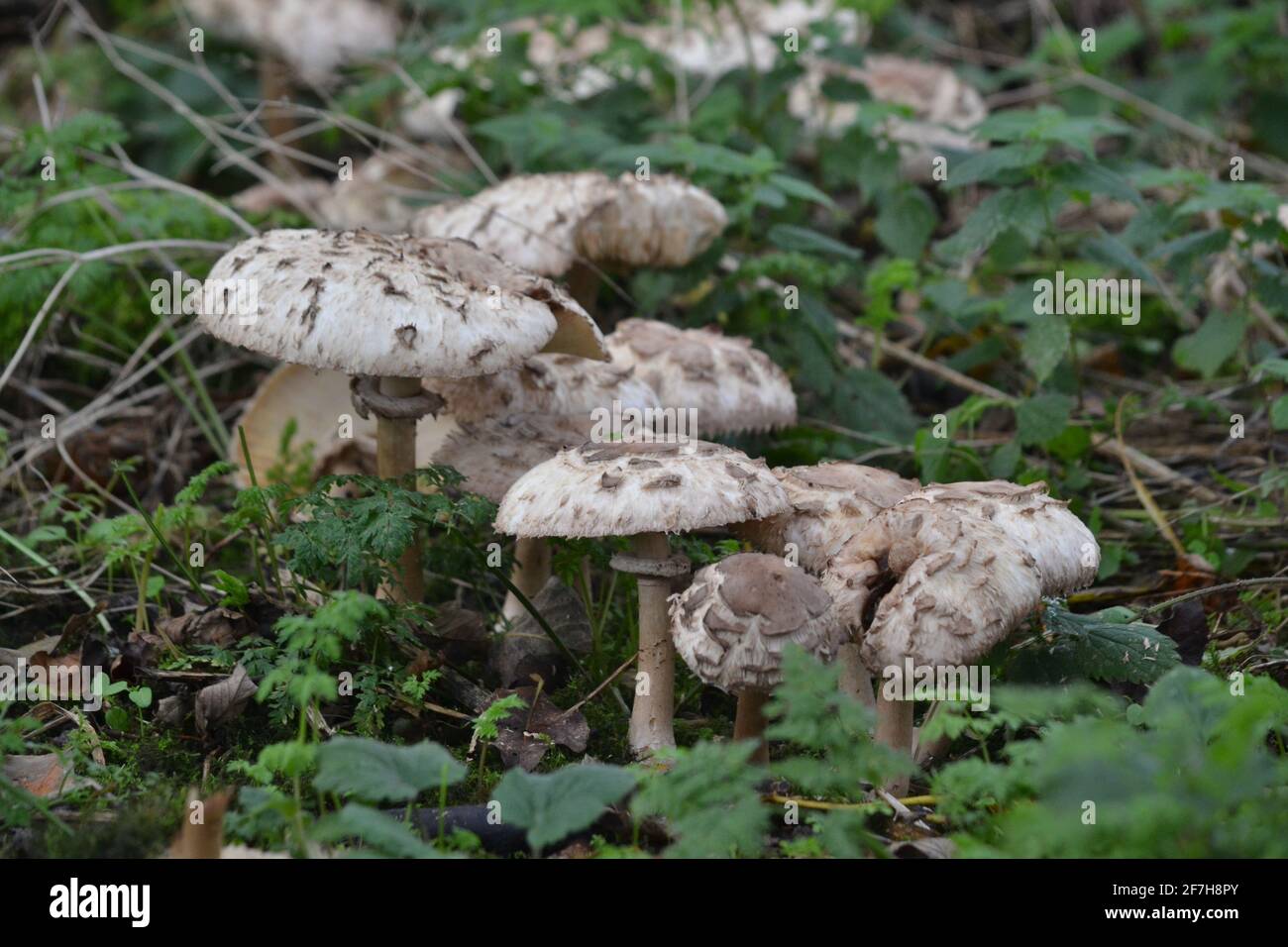 Pilz wächst auf dem Boden in feuchten Waldgebieten - Weiße und graue Pilze / Pilz - nasser Boden - Filey Dämme - Yorkshire - UK Stockfoto