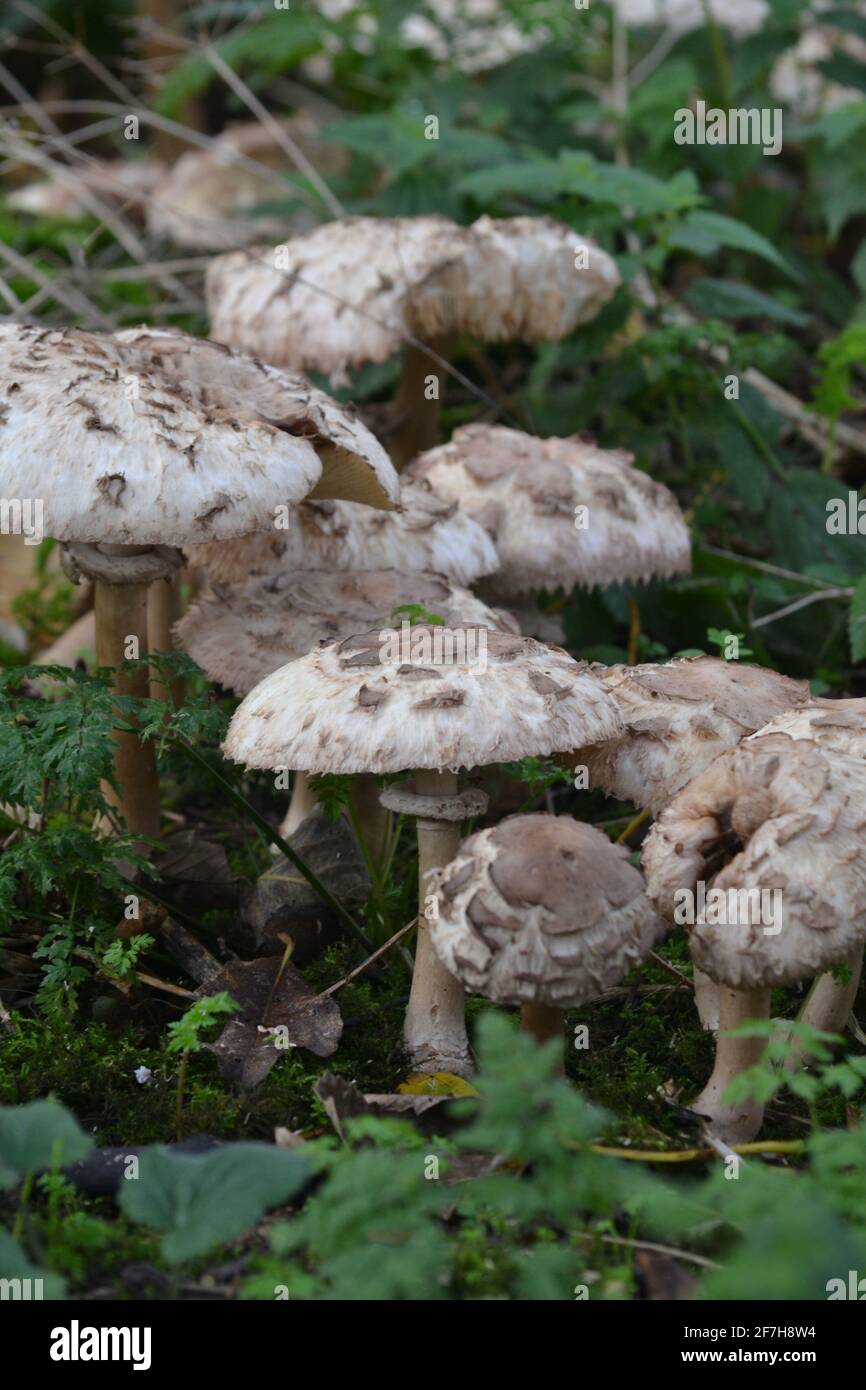 Pilz wächst auf dem Boden in feuchten Waldgebieten - Weiße und graue Pilze / Pilz - nasser Boden - Filey Dämme - Yorkshire - UK Stockfoto