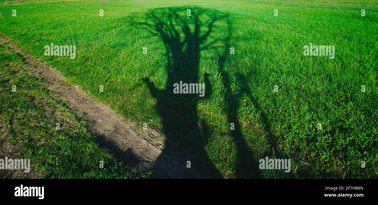 Schatten eines Baumes mit menschlichen Armen auf grünem Rasen Stockfoto