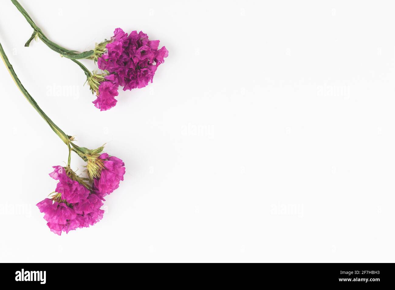 Getrocknete wilde violette Blume isolatetd auf einem weißen Hintergrund, floral flach Lay Komposition Kopie Raum Stockfoto