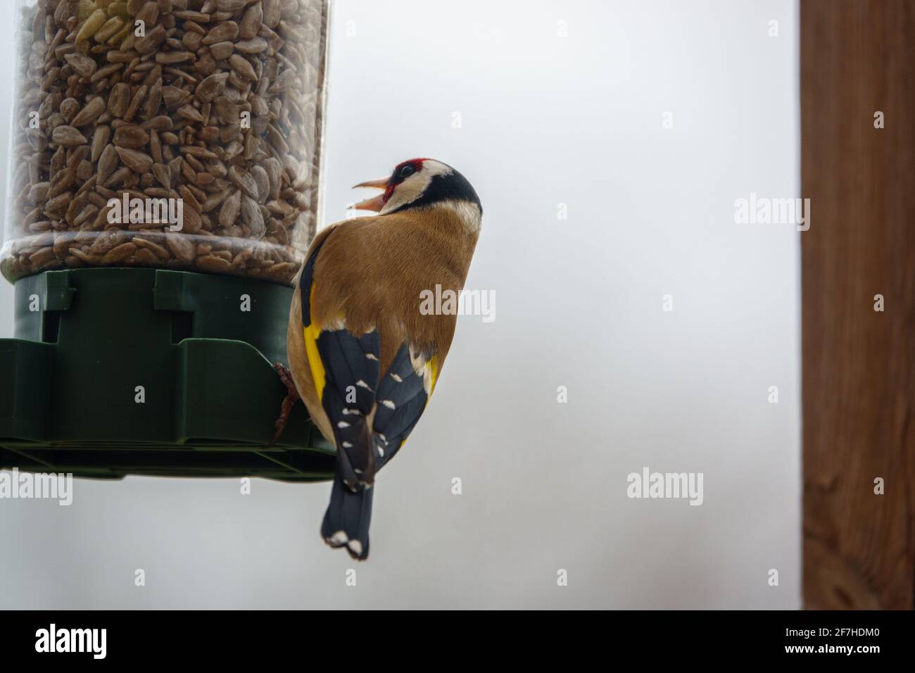 Nahaufnahme eines Goldfinkens, der auf dem Vogel speist Feeder Sonnenblume Herz Samen Stockfoto