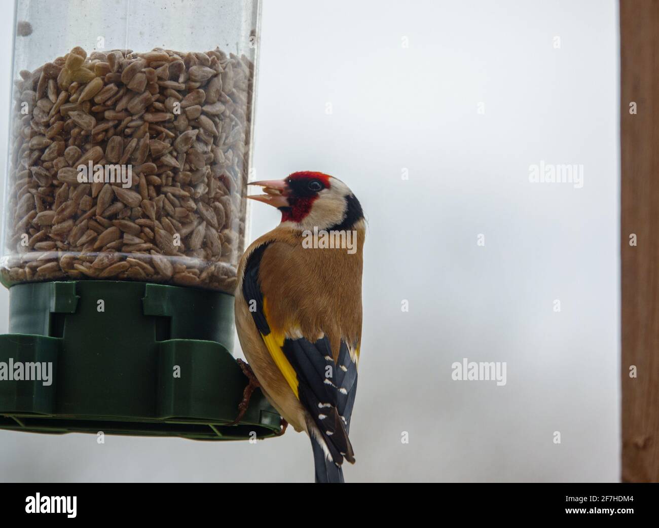 Nahaufnahme eines Goldfinkens, der auf dem Vogel speist Feeder Sonnenblume Herz Samen Stockfoto