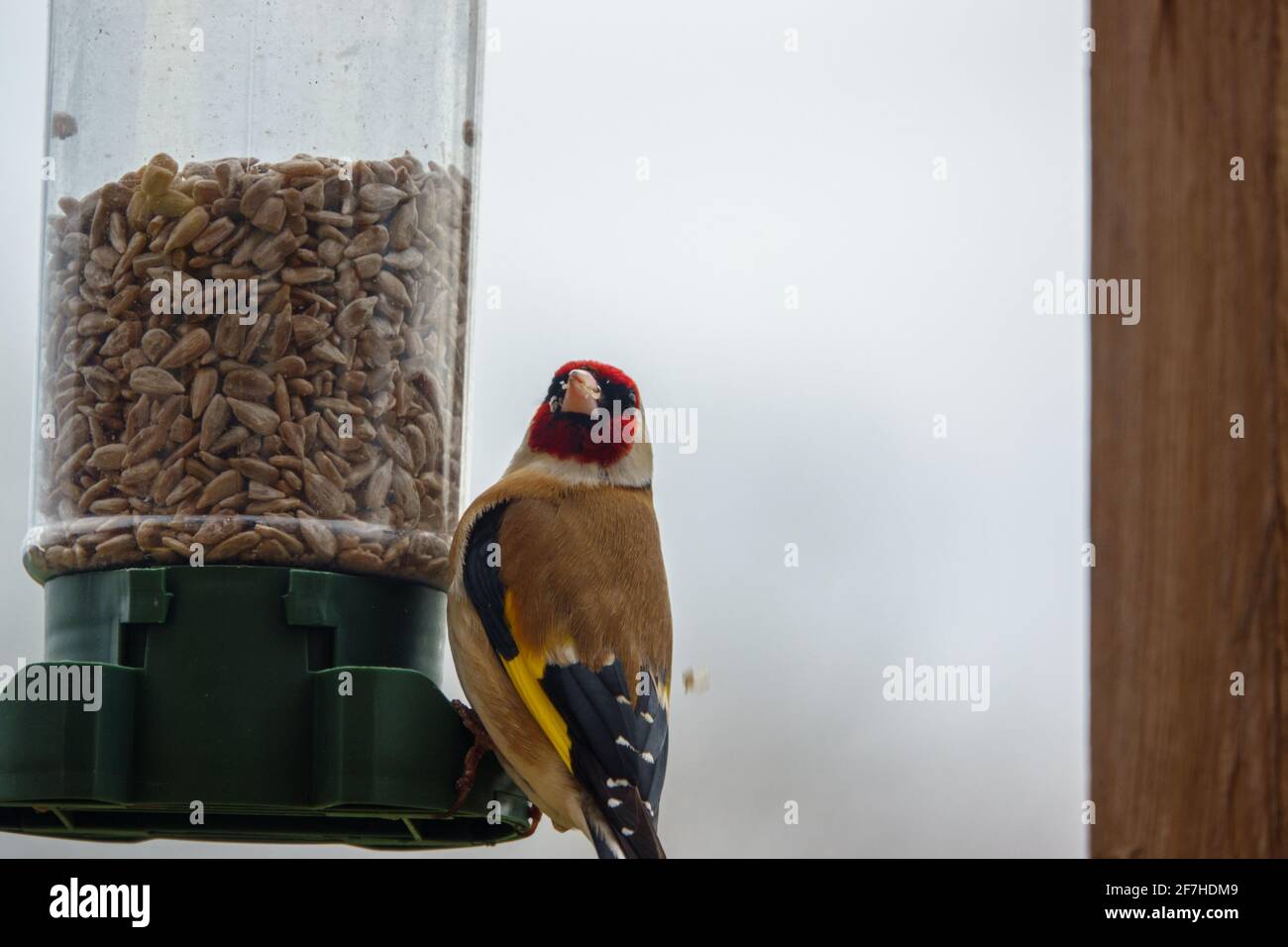 Nahaufnahme eines Goldfinkens, der auf dem Vogel speist Feeder Sonnenblume Herz Samen Stockfoto