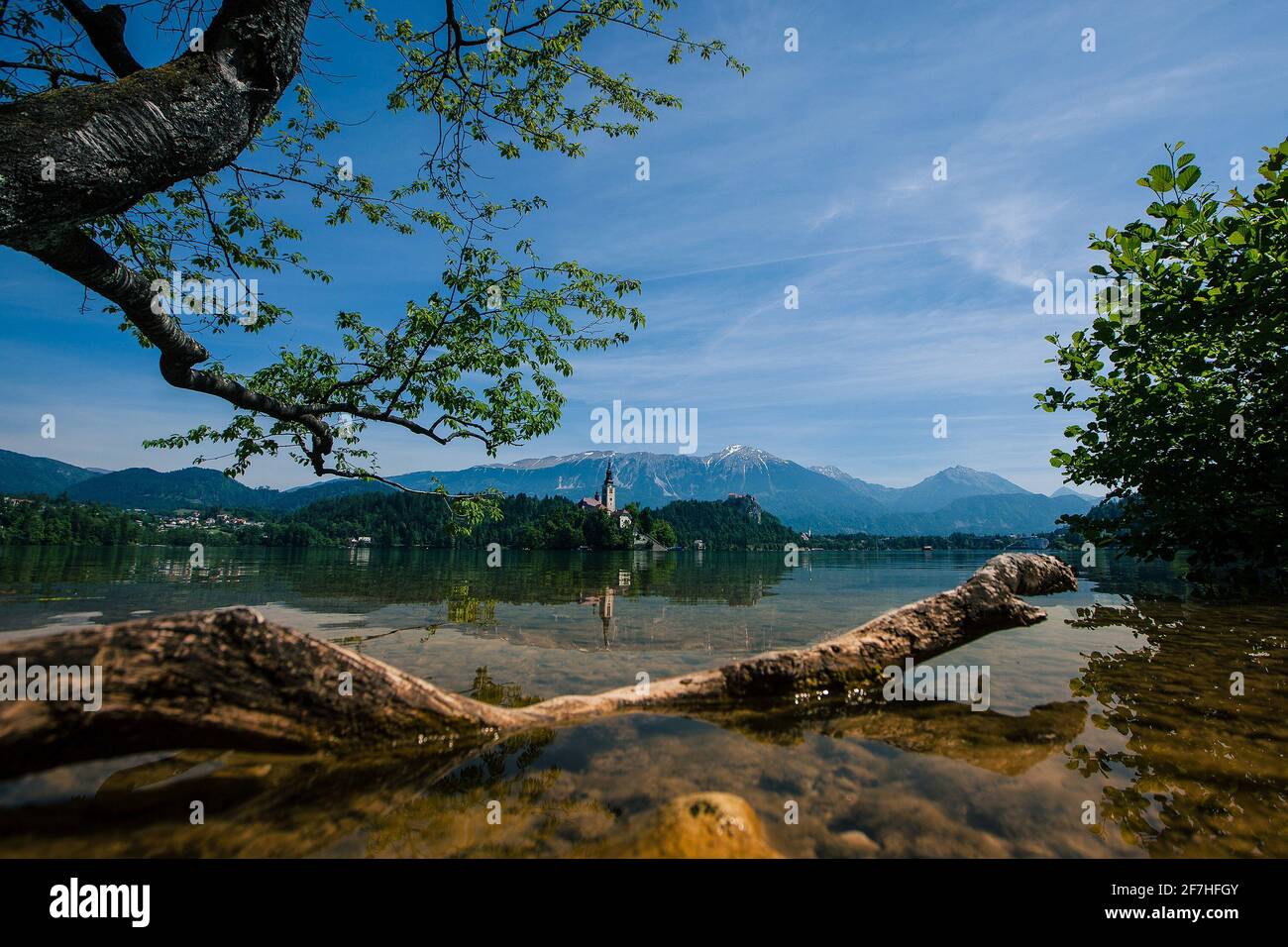 Panorama der Insel Bled mit Kirche an einem sonnigen Tag. Flaches Foto mit Baum und Ast im Wasser im Vordergrund. Wunderschönes Naturpanorama Stockfoto