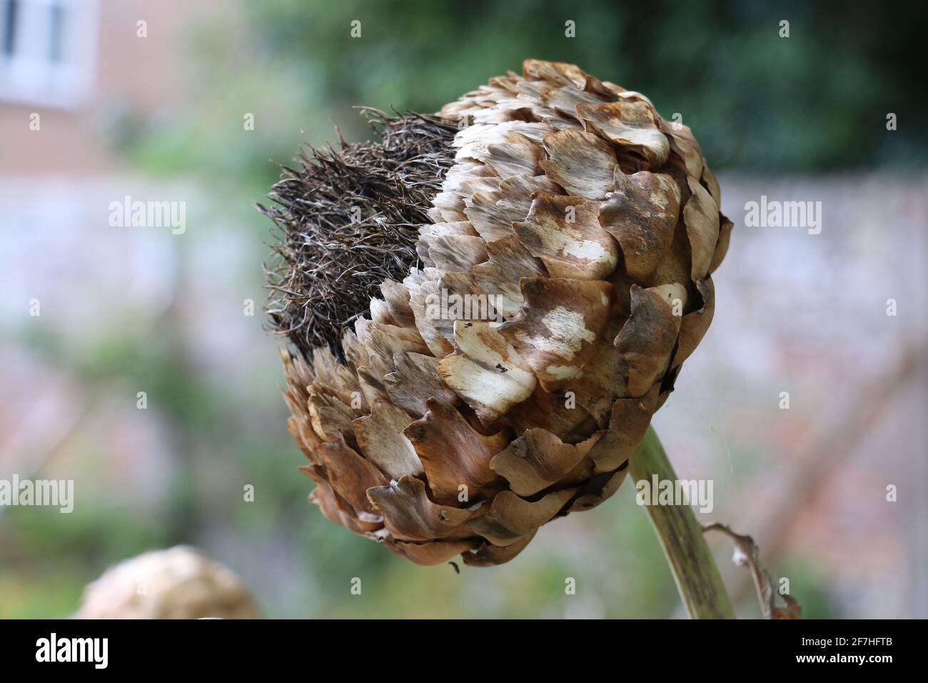 Globe Artischocke oder Cardoon, Cynara cardunculus, braun getrockneter Samenkopf im Winter, Makro-Seitenansicht Stockfoto