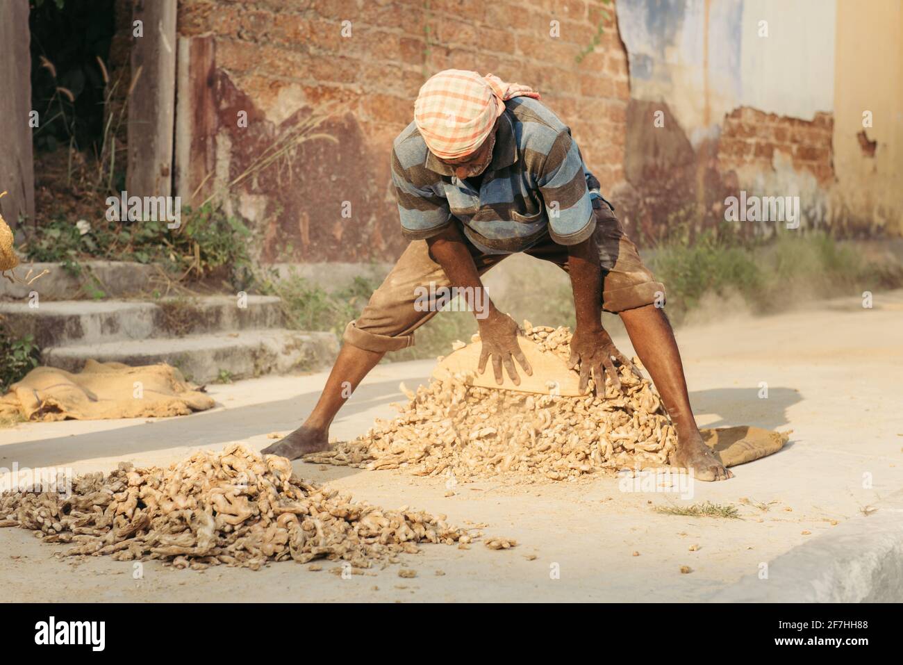Kochi, Indien - 16. Januar 2016: Lokaler indischer Arbeiter sortiert auf den Straßen im alten Stadtteil Mattancherry Ingwer-Wurzeln-Gewürze Stockfoto