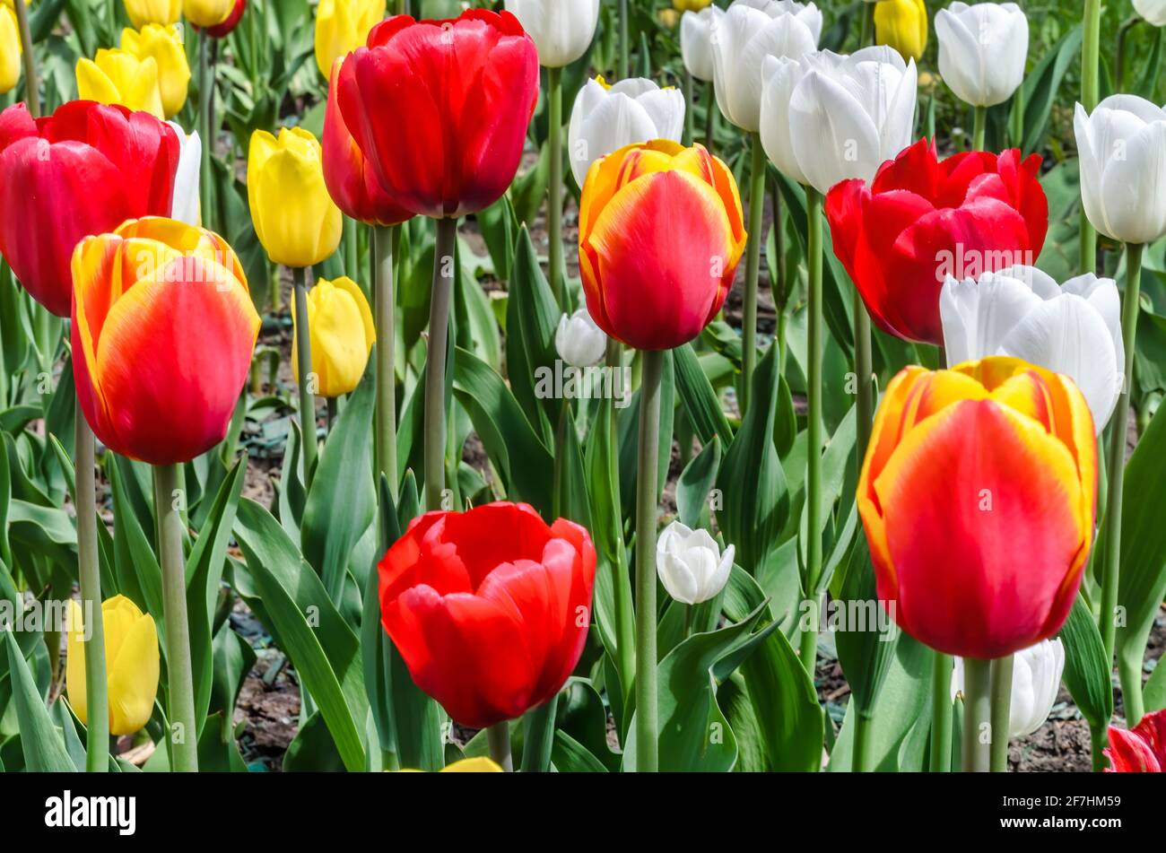 Natürlicher Hintergrund mit einer farbenfrohen, blühenden Tulpe Stockfoto