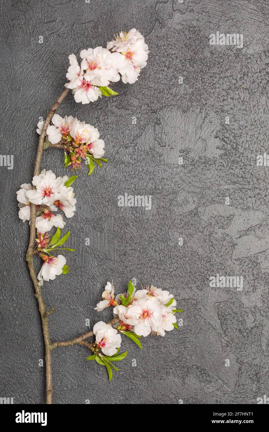 Flaches Banner mit Zweig aus Kirschblütenblumen Stockfoto