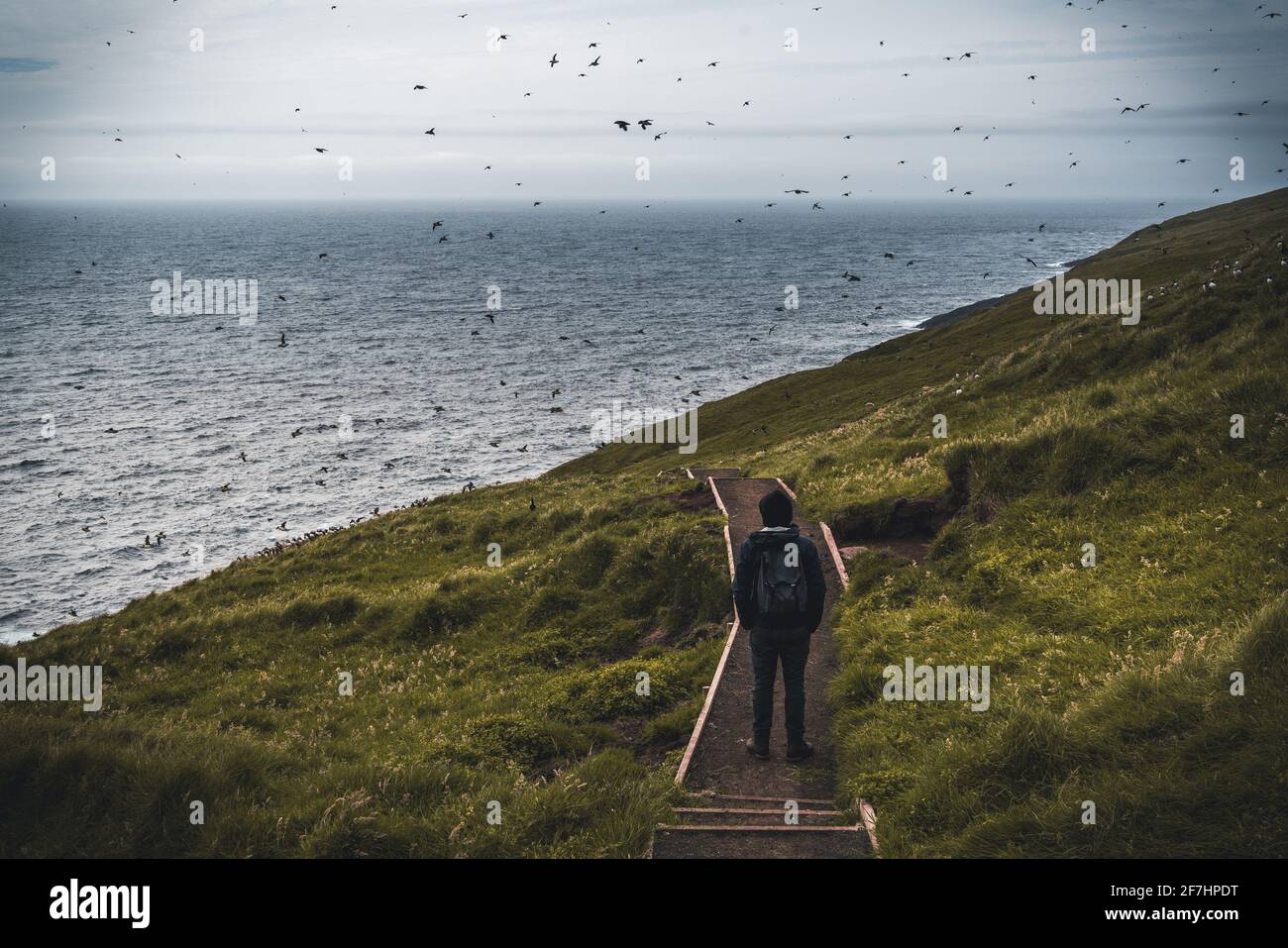 Junger Touristenreisender, der zwischen Papageientauchern auf der Mykines-Insel, die zu den Färöer-Inseln im Nordatlantik gehört, steht. Stockfoto