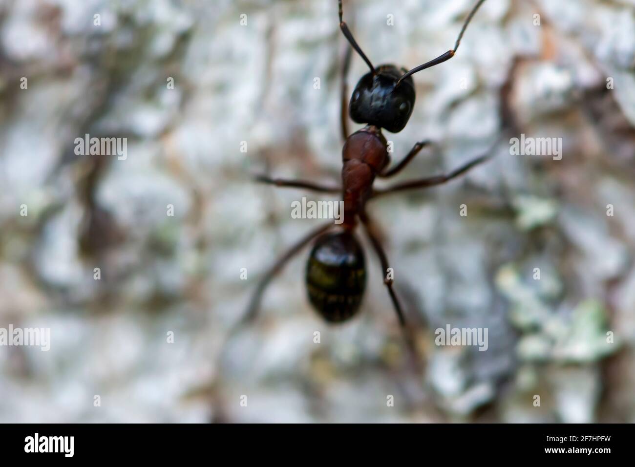 Nahaufnahme der Ameise auf dem Hintergrund der Baumrinde Stockfoto