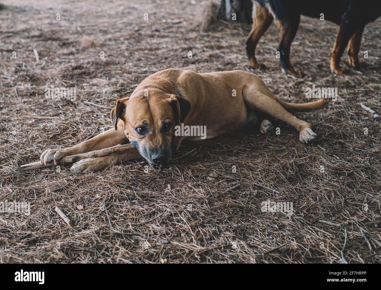 Ein Paar presa-Hunde, ein Rottweiler und ein uruguayischer cimarron-Hund Stockfoto