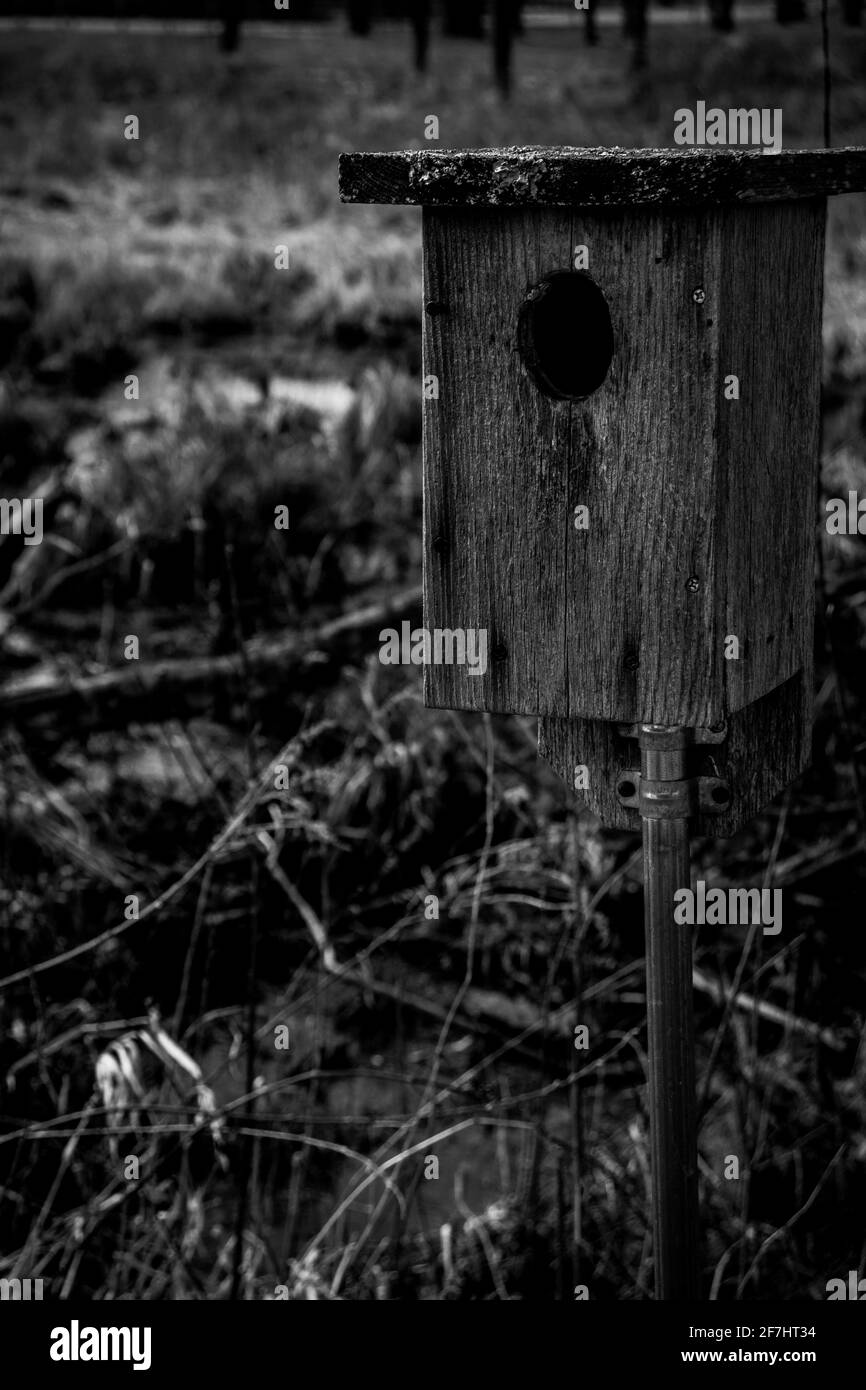 Frühling Schönheit in Schwarz und Weiß Stockfoto