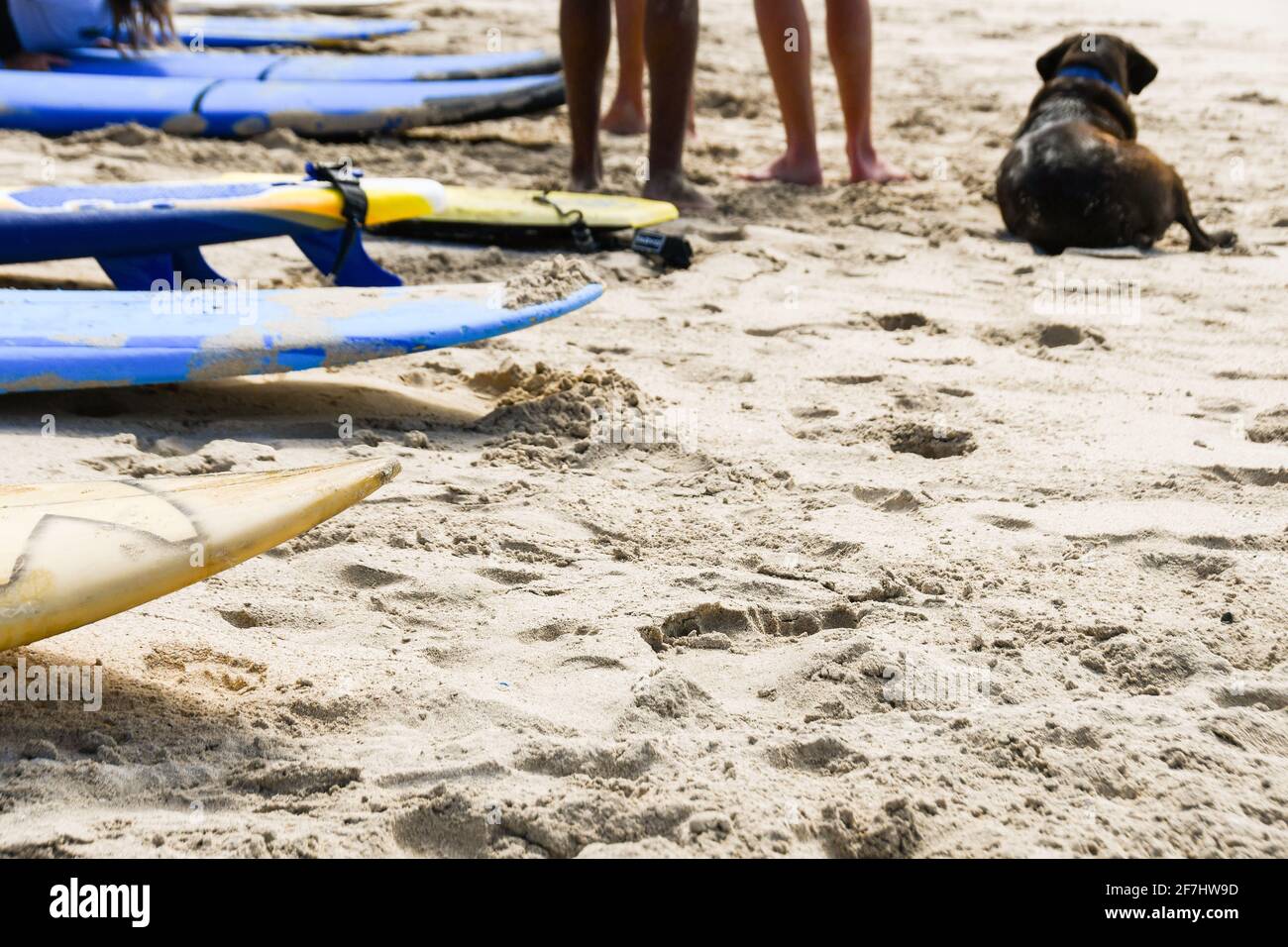 Surfbretter am Strand mit Hund Stockfoto