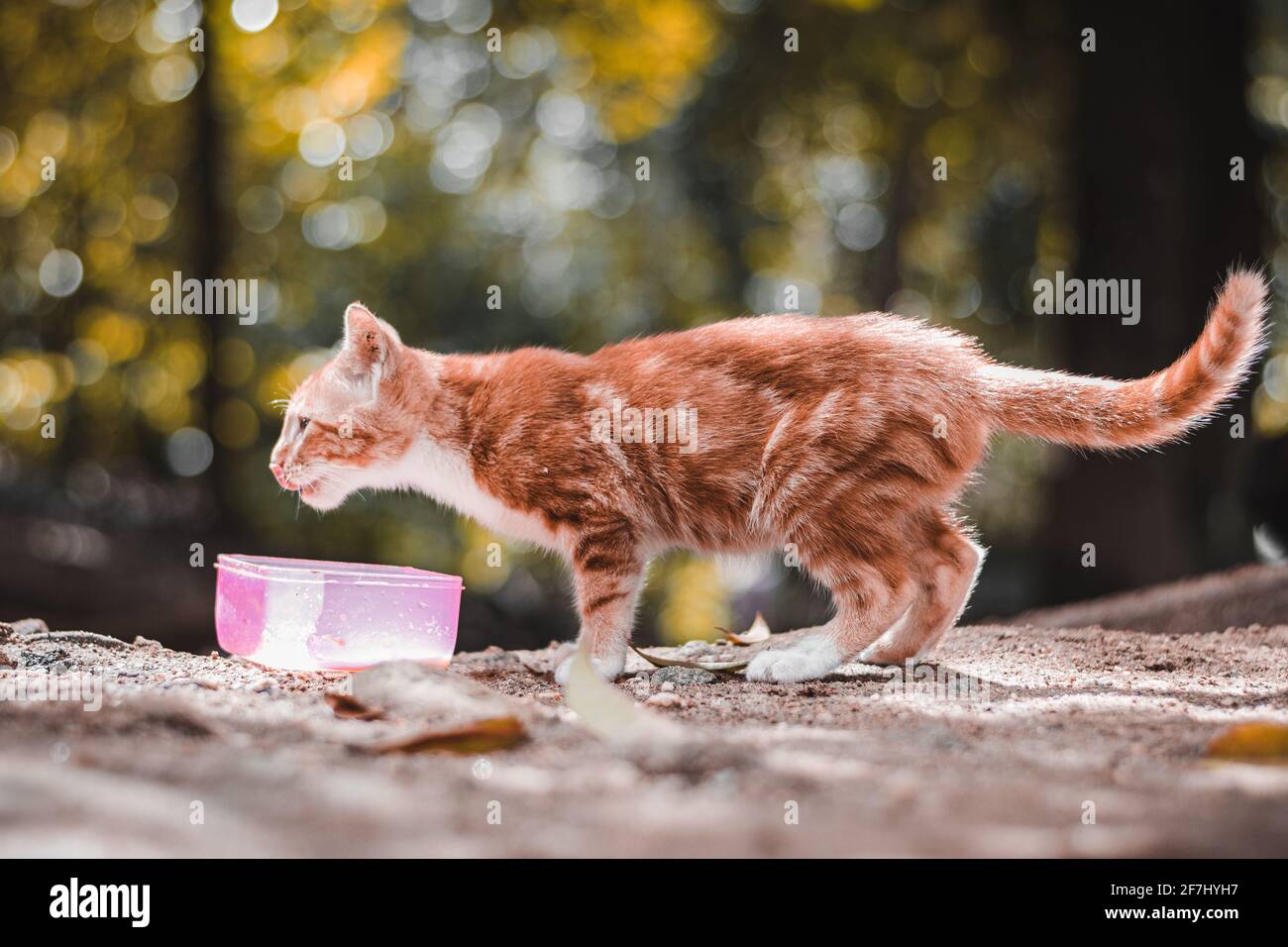 Schönes Kätzchen, das Milch trinkt Stockfoto